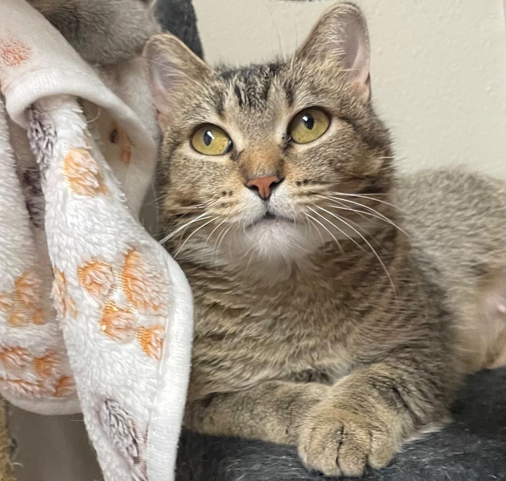 Enlarge Brie, a Adoptable mixed breed in Spooner, WI image 1/2