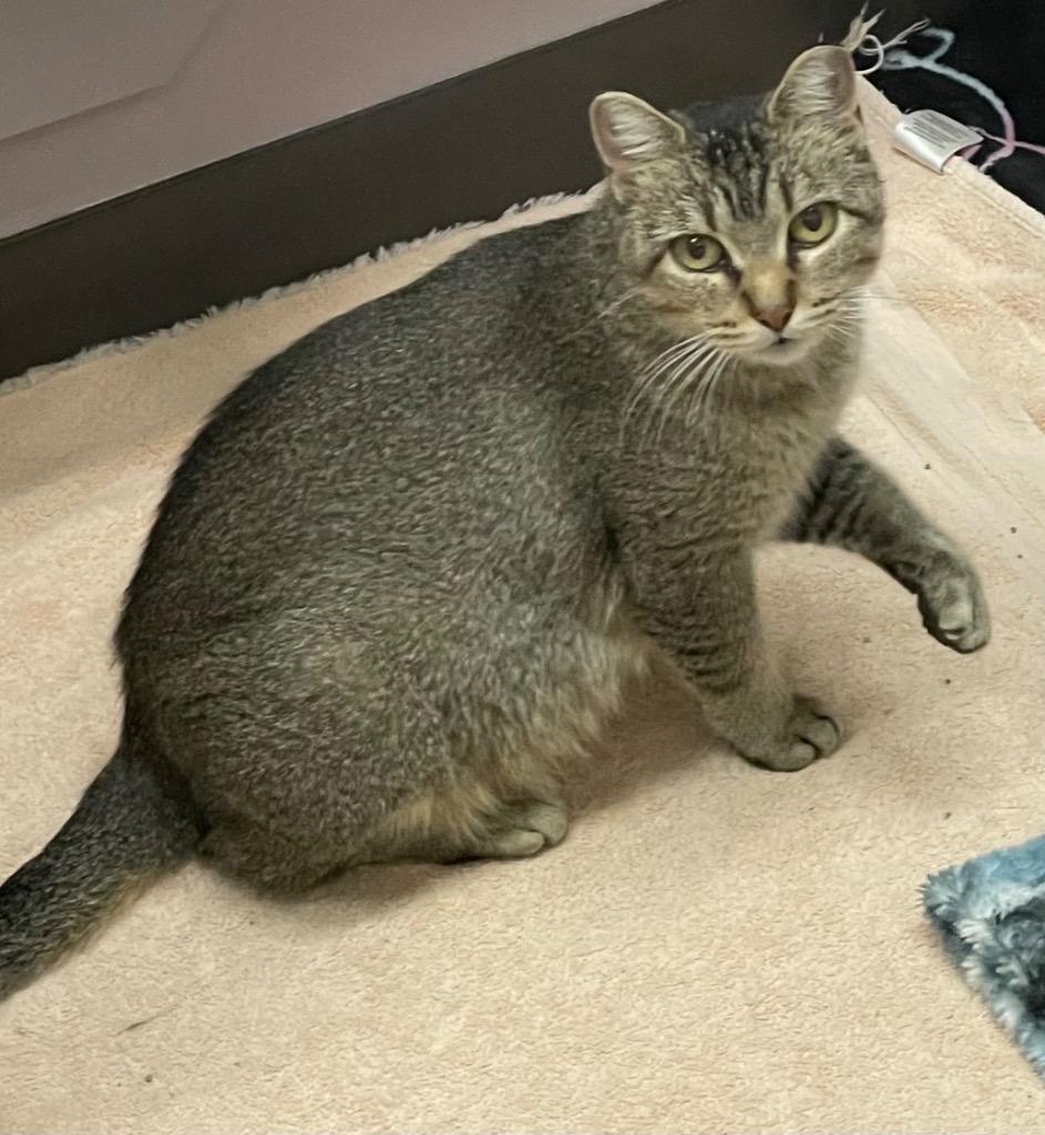 Enlarge Brie, a Adoptable mixed breed in Spooner, WI image 1/1