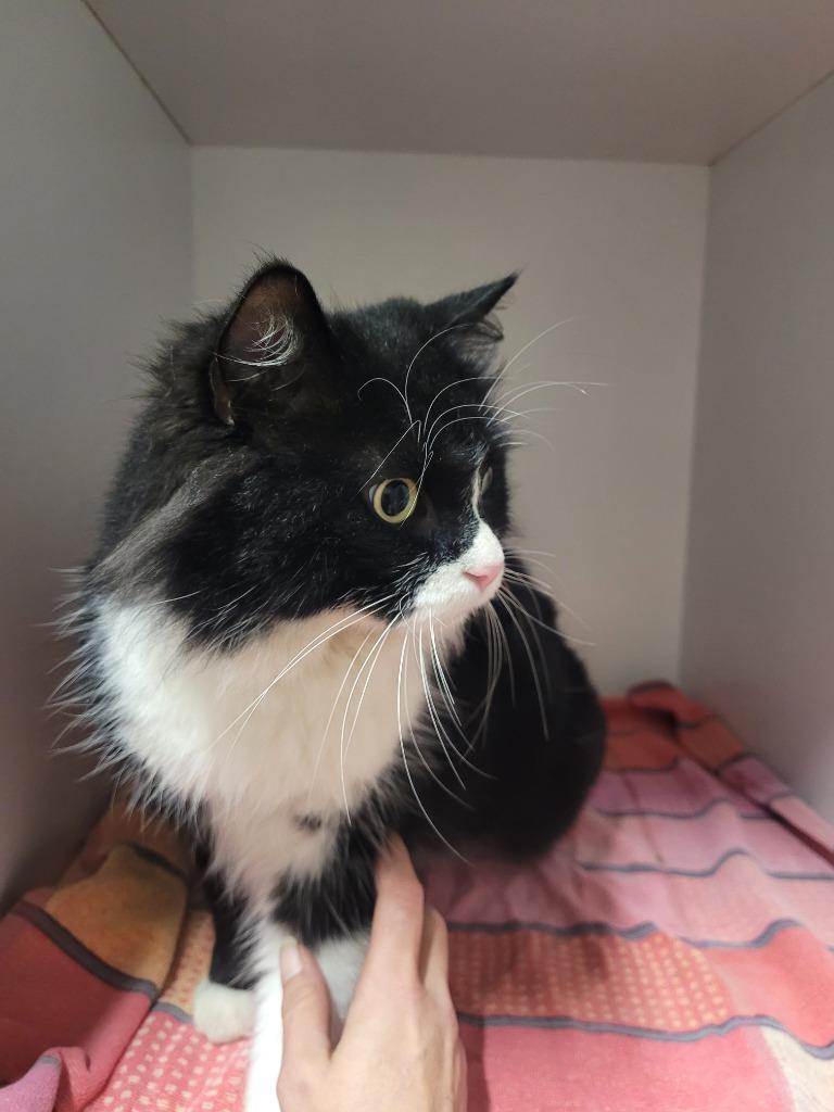 Jackson, Adoptable, Adult Male Domestic Long Hair.