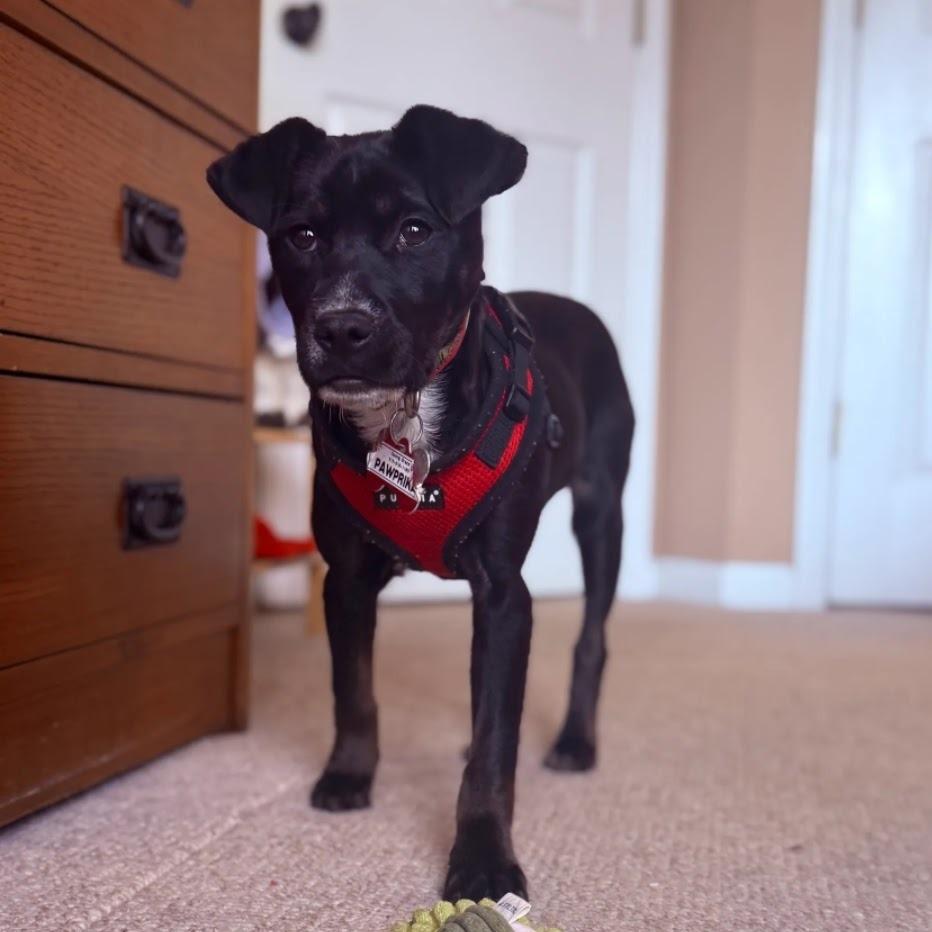 Enlarge Pawprika, a Adoptable Labrador Retriever in Wake Forest, NC image 1/6