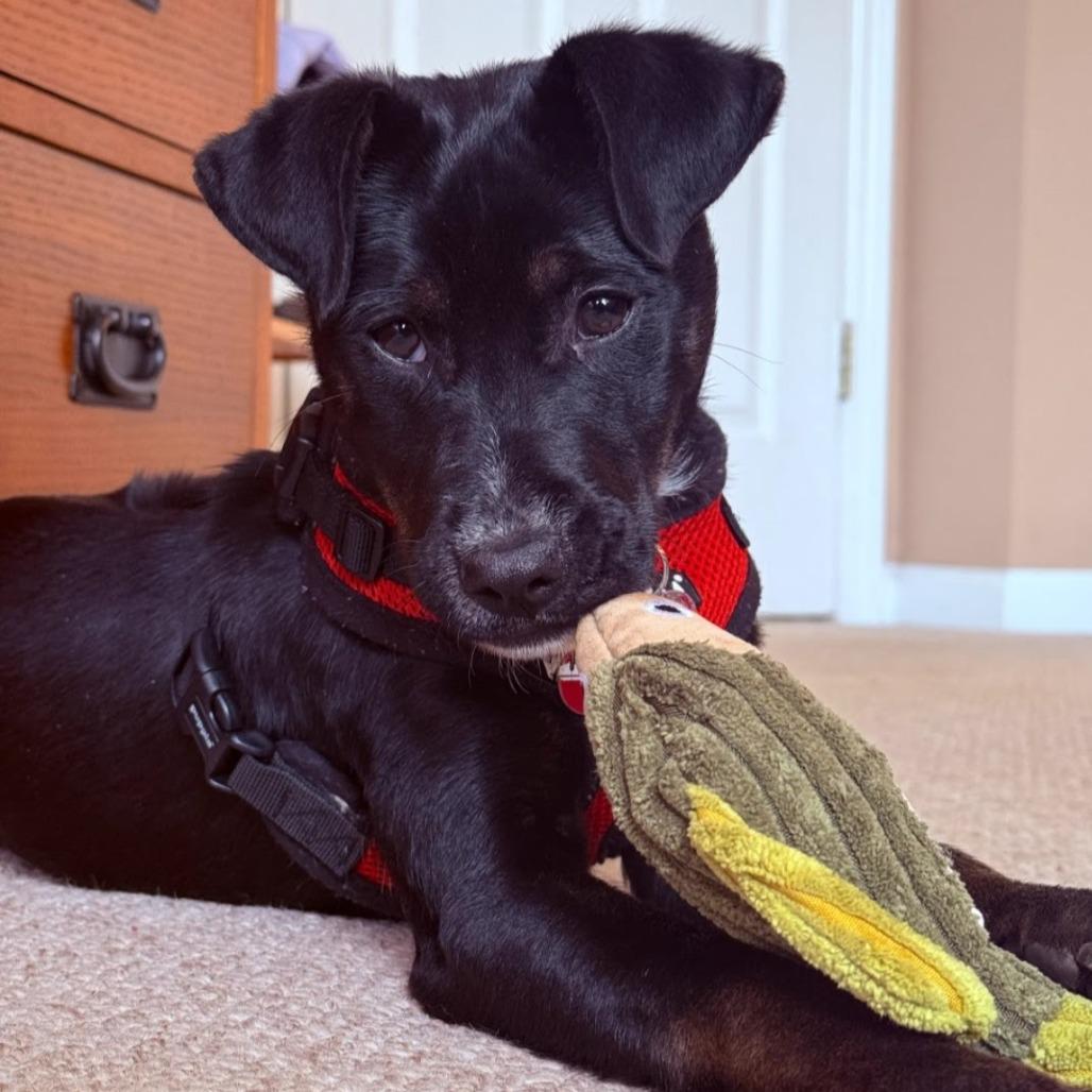 Enlarge Pawprika, a Adoptable Labrador Retriever in Wake Forest, NC image 2/6
