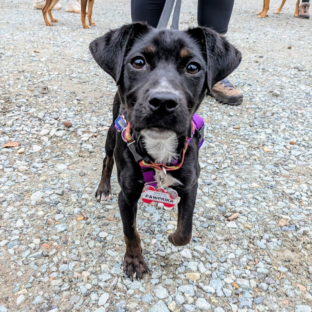 Enlarge Pawprika, a Adoptable Labrador Retriever in Wake Forest, NC image 3/6