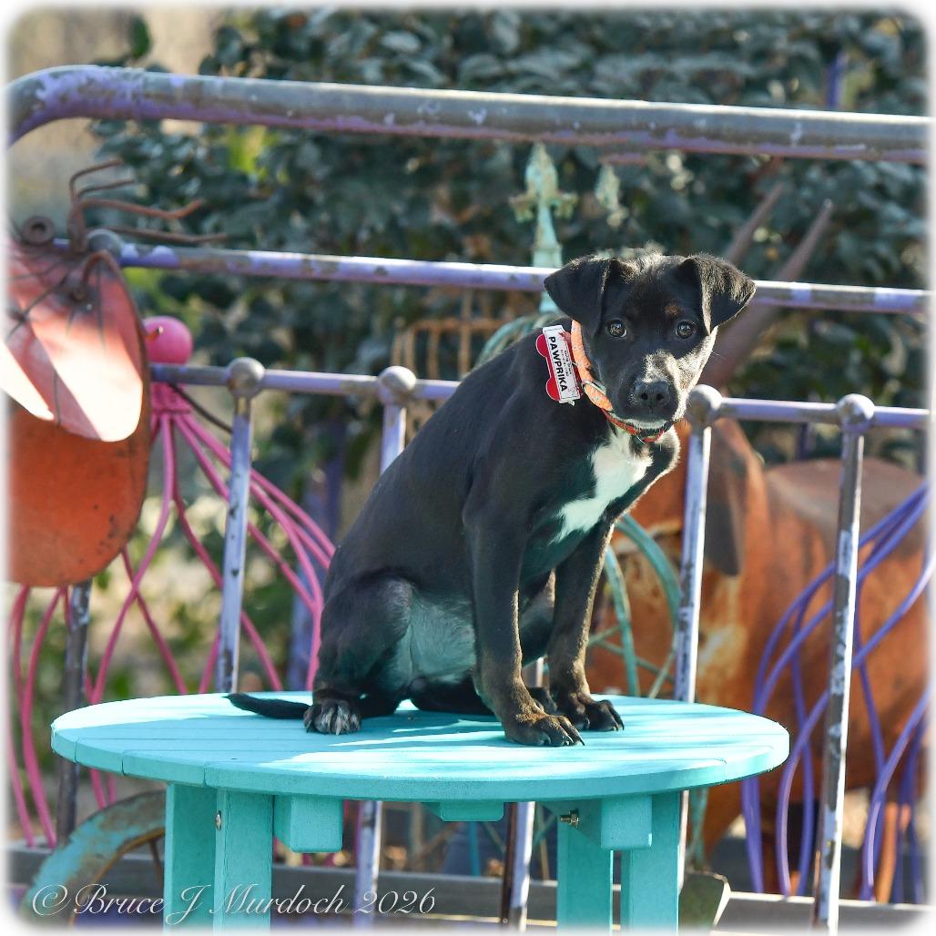 Enlarge Pawprika, a Adoptable Labrador Retriever in Wake Forest, NC image 4/6