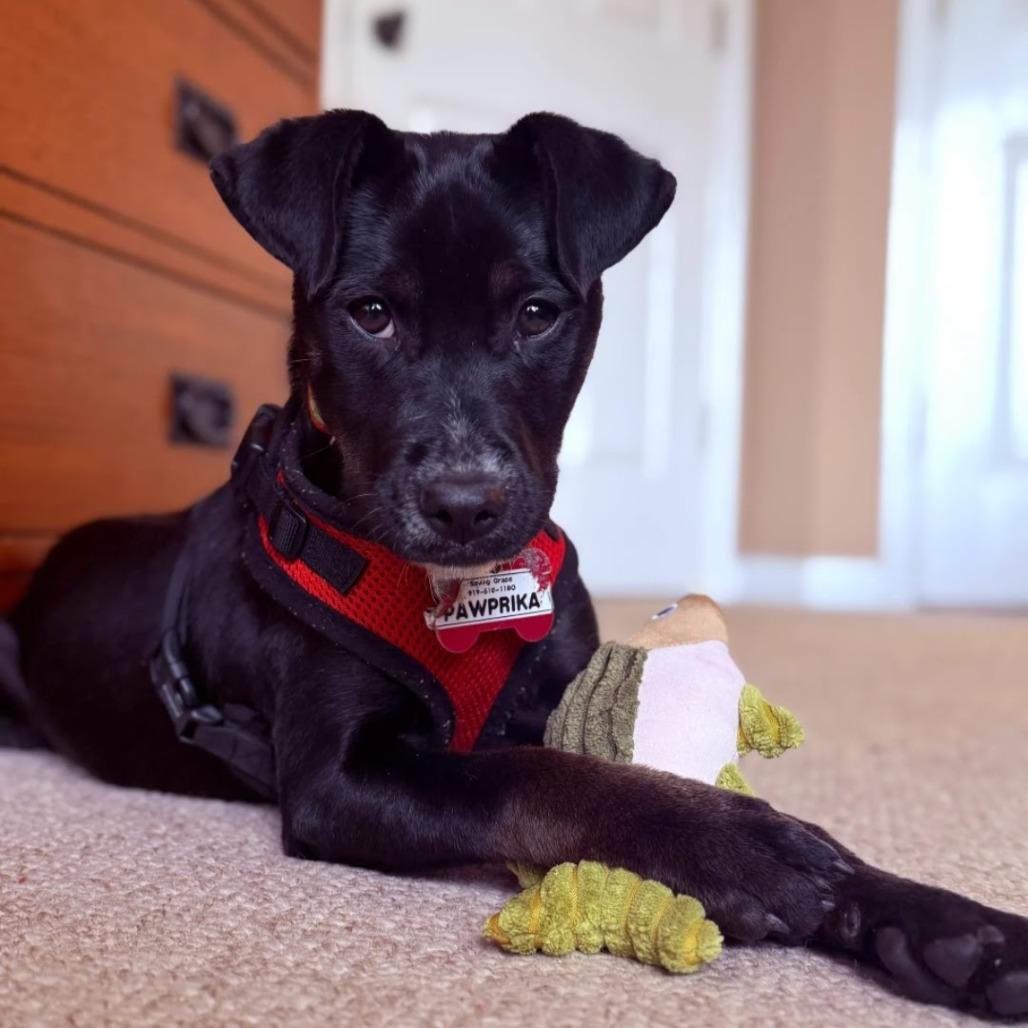 Enlarge Pawprika, a Adoptable Labrador Retriever in Wake Forest, NC image 5/6