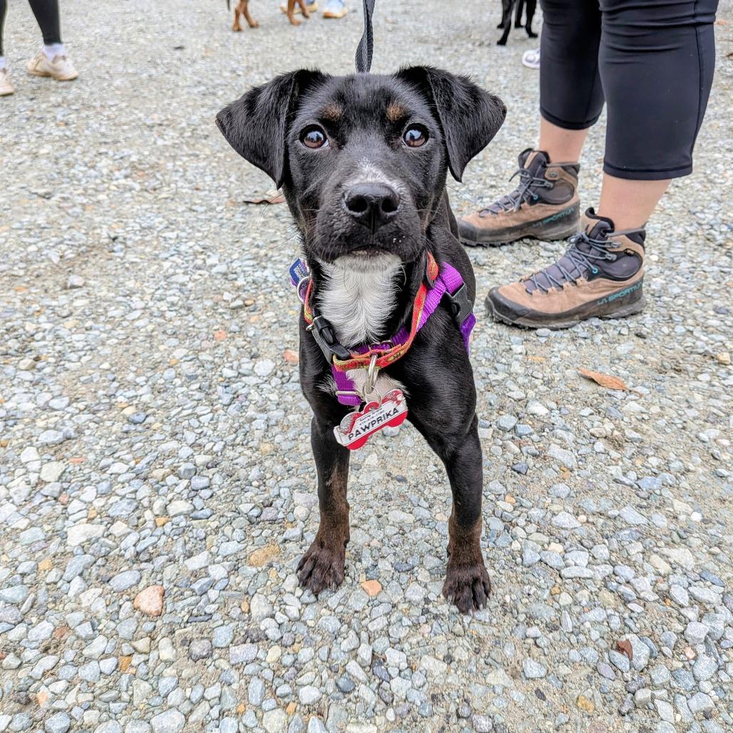 Enlarge Pawprika, a Adoptable Labrador Retriever in Wake Forest, NC image 6/6
