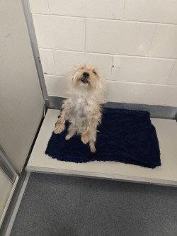 PR 50 Timmy, Adoptable, Adult Male Yorkshire Terrier.