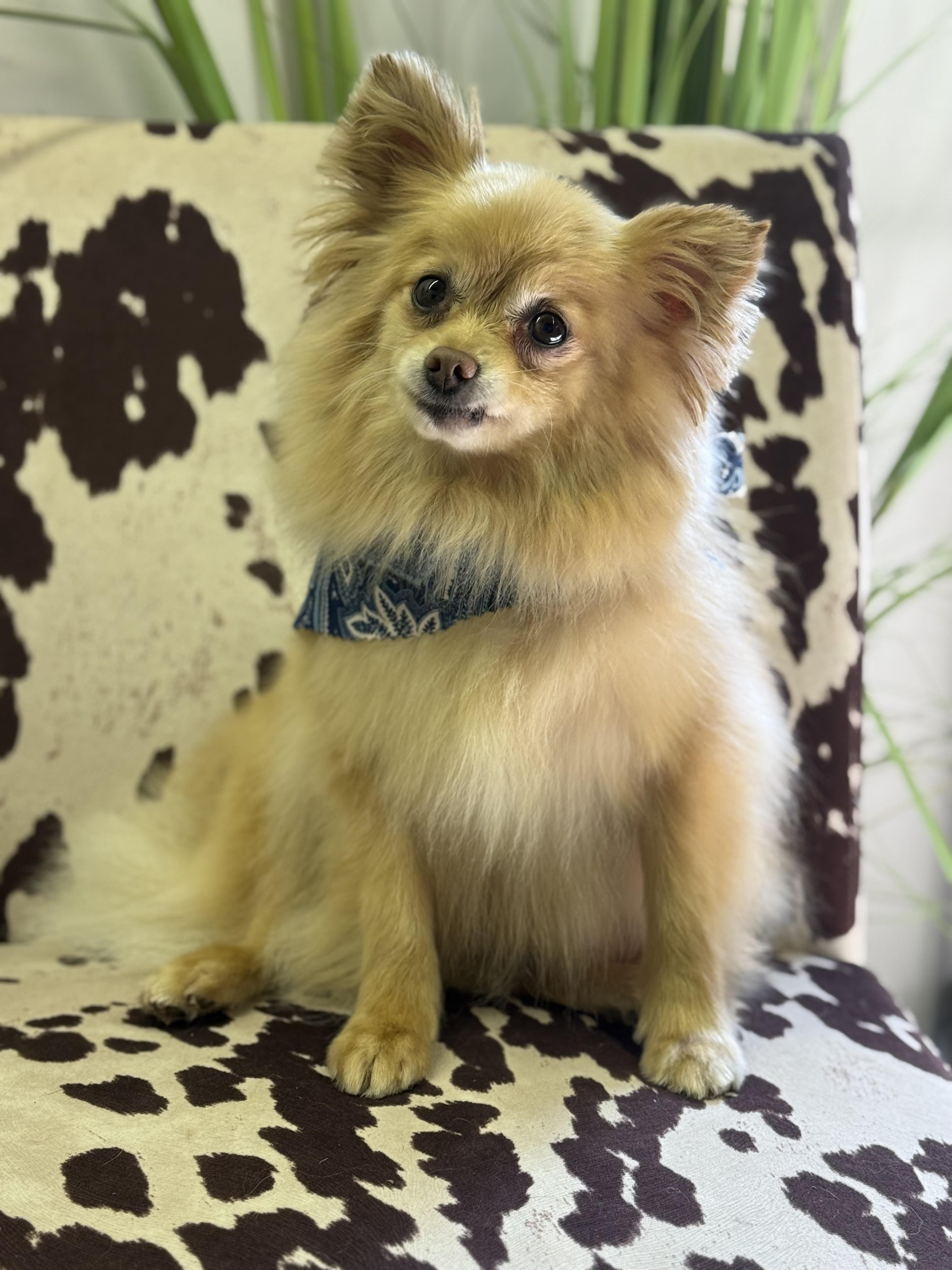 Enlarge Walter, a Adoptable Pomeranian in Overland Park, KS image 1/4