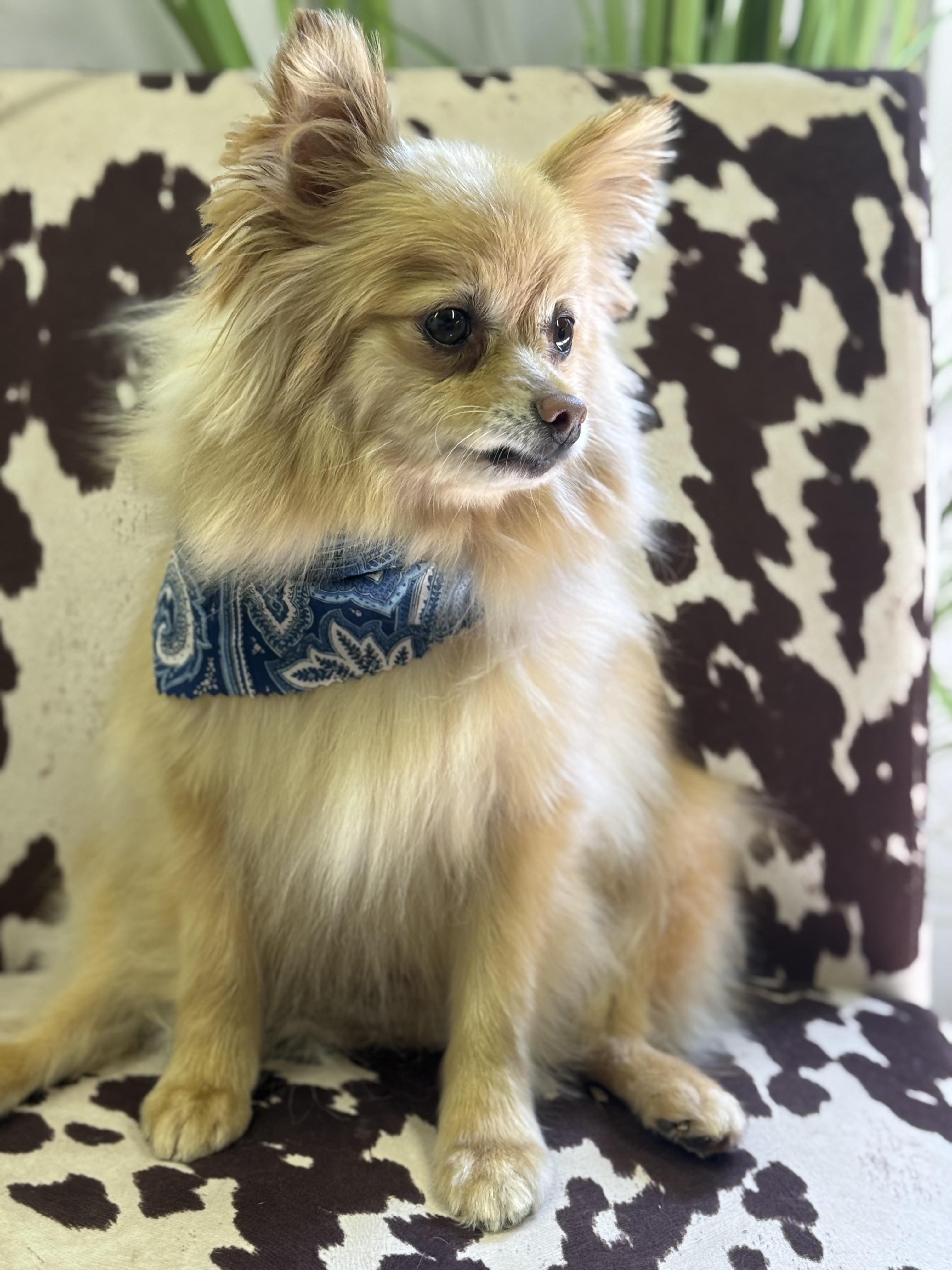 Enlarge Walter, a Adoptable Pomeranian in Overland Park, KS image 2/4