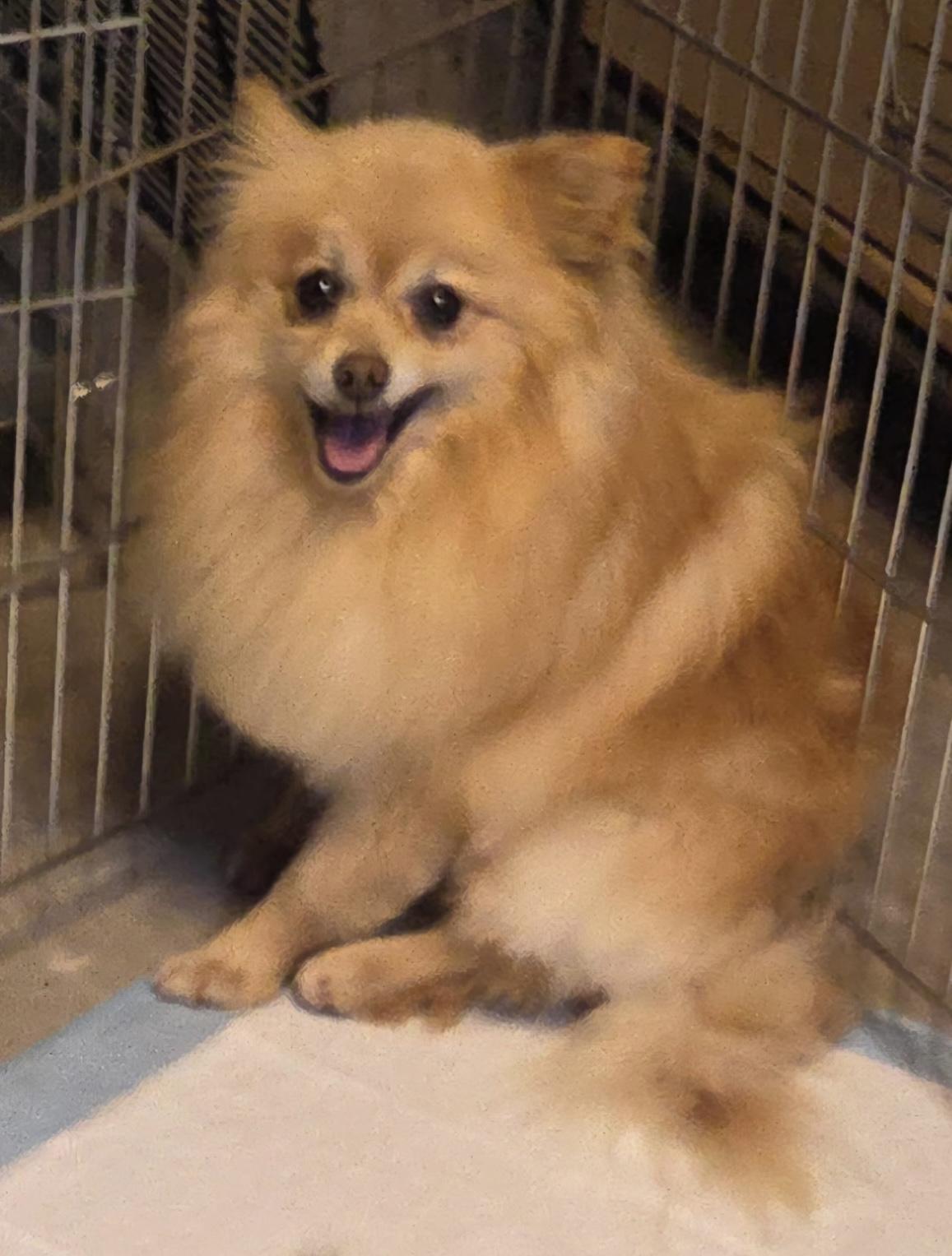 Walter, ADOPTABLE, Adult Male Pomeranian.