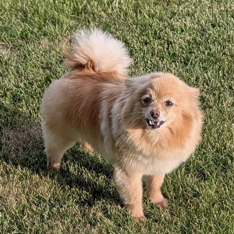 Walter, a ADOPTABLE Pomeranian in Overland Park, KS image 4/4