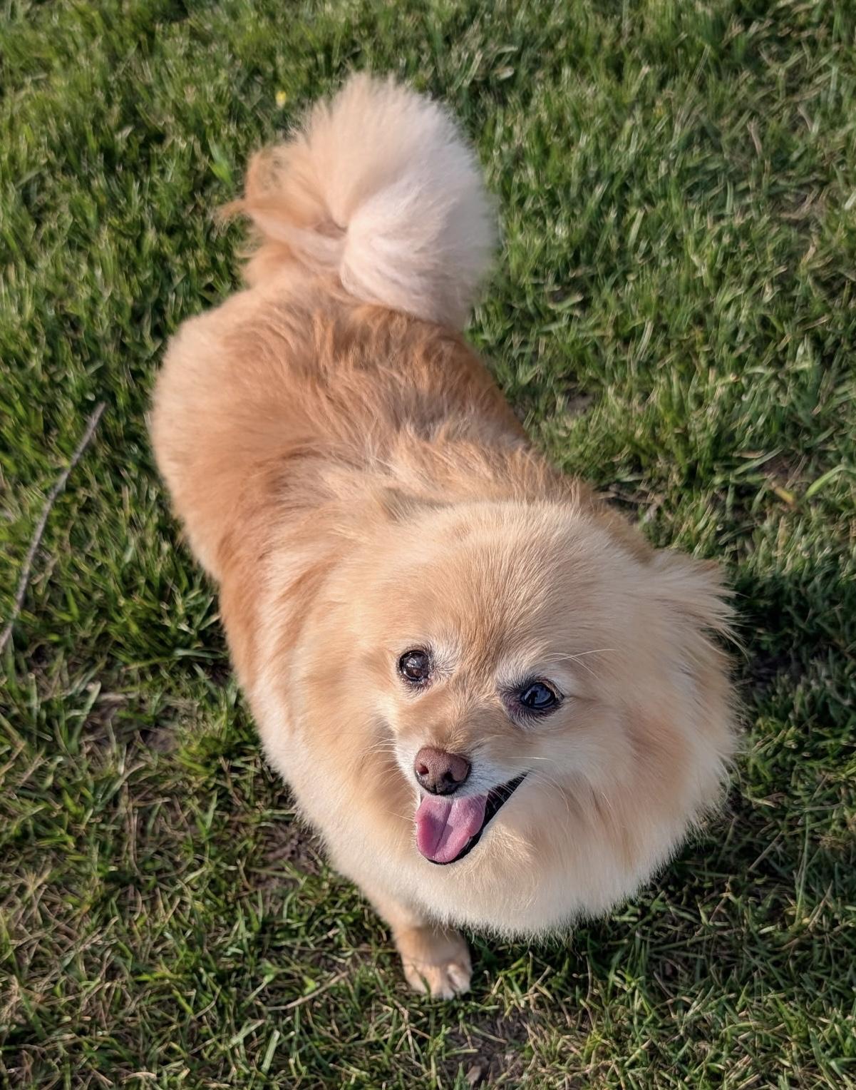 Walter, a ADOPTABLE Pomeranian in Overland Park, KS image 1/4