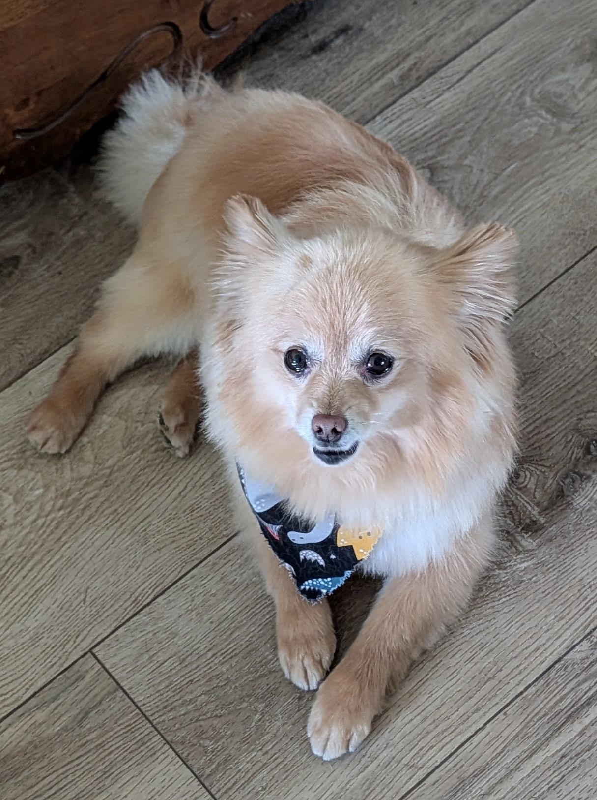 Walter, a ADOPTABLE Pomeranian in Overland Park, KS image 3/4