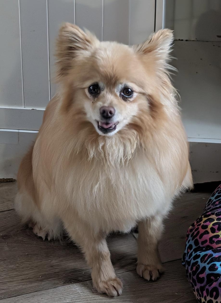 Walter, ADOPTABLE, Adult Male Pomeranian.