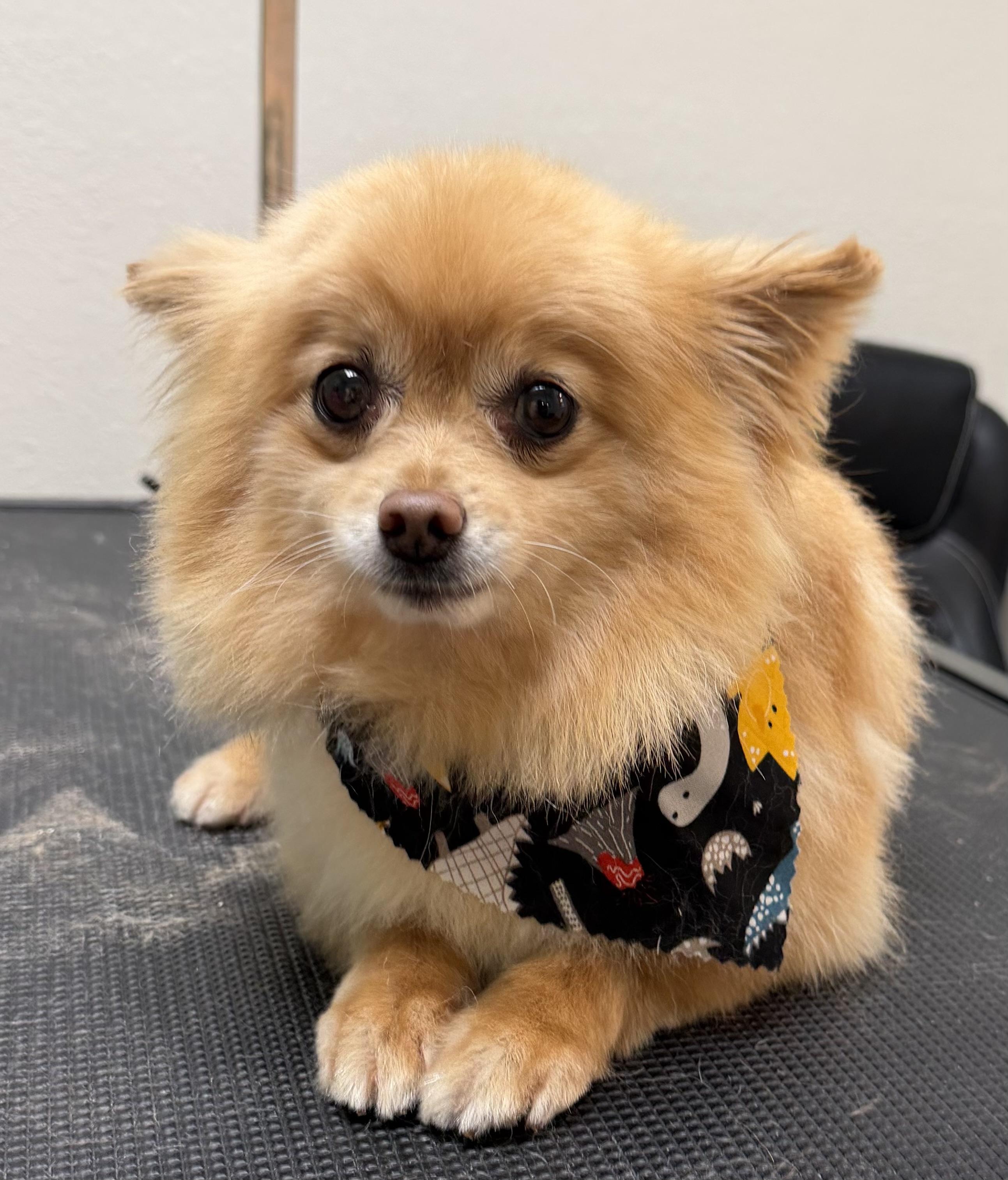 Walter, a ADOPTABLE Pomeranian in Overland Park, KS image 2/4