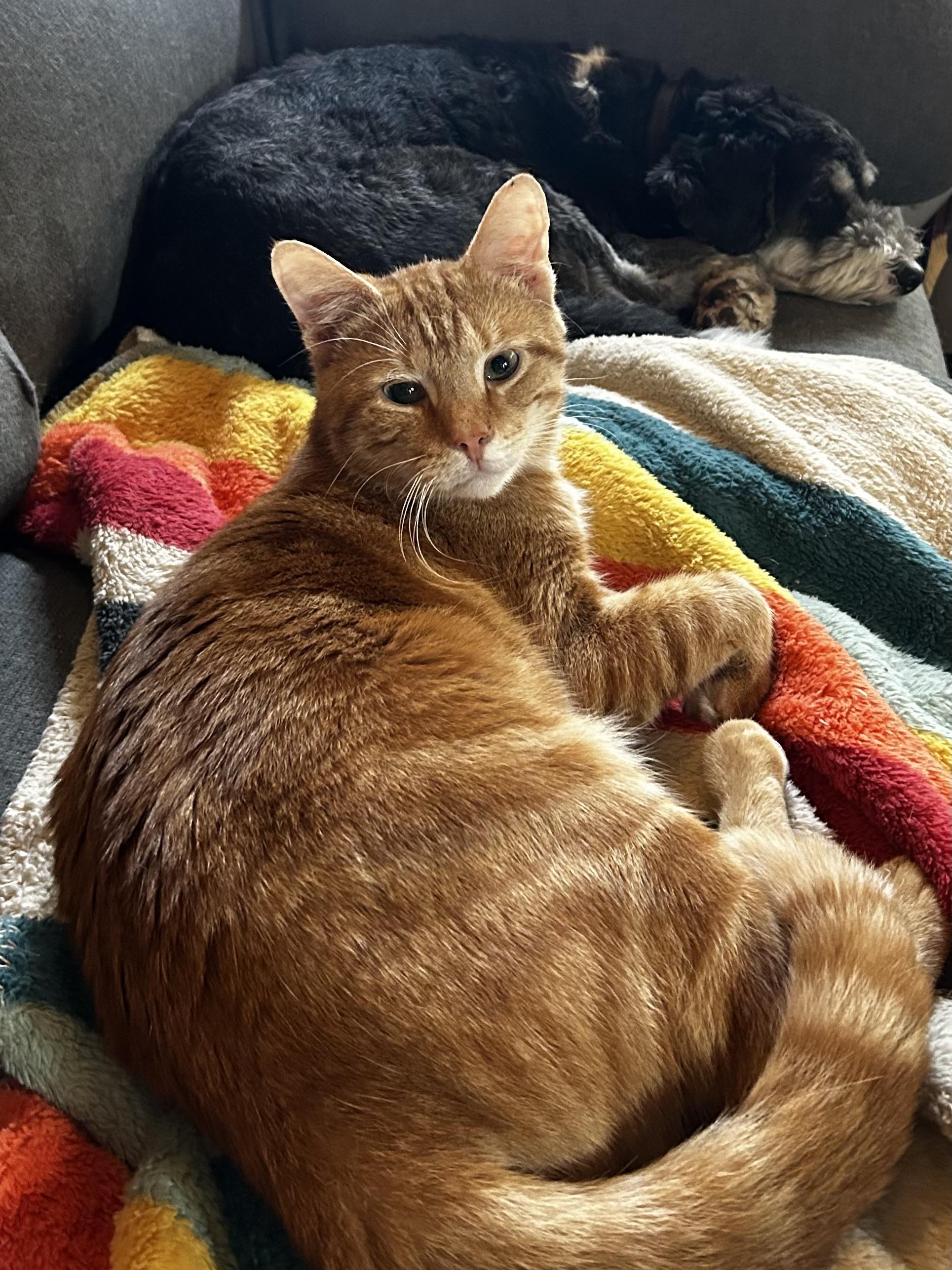 Enlarge Hash Brown, a Adoptable Domestic Short Hair in Baltimore, MD image 3/6