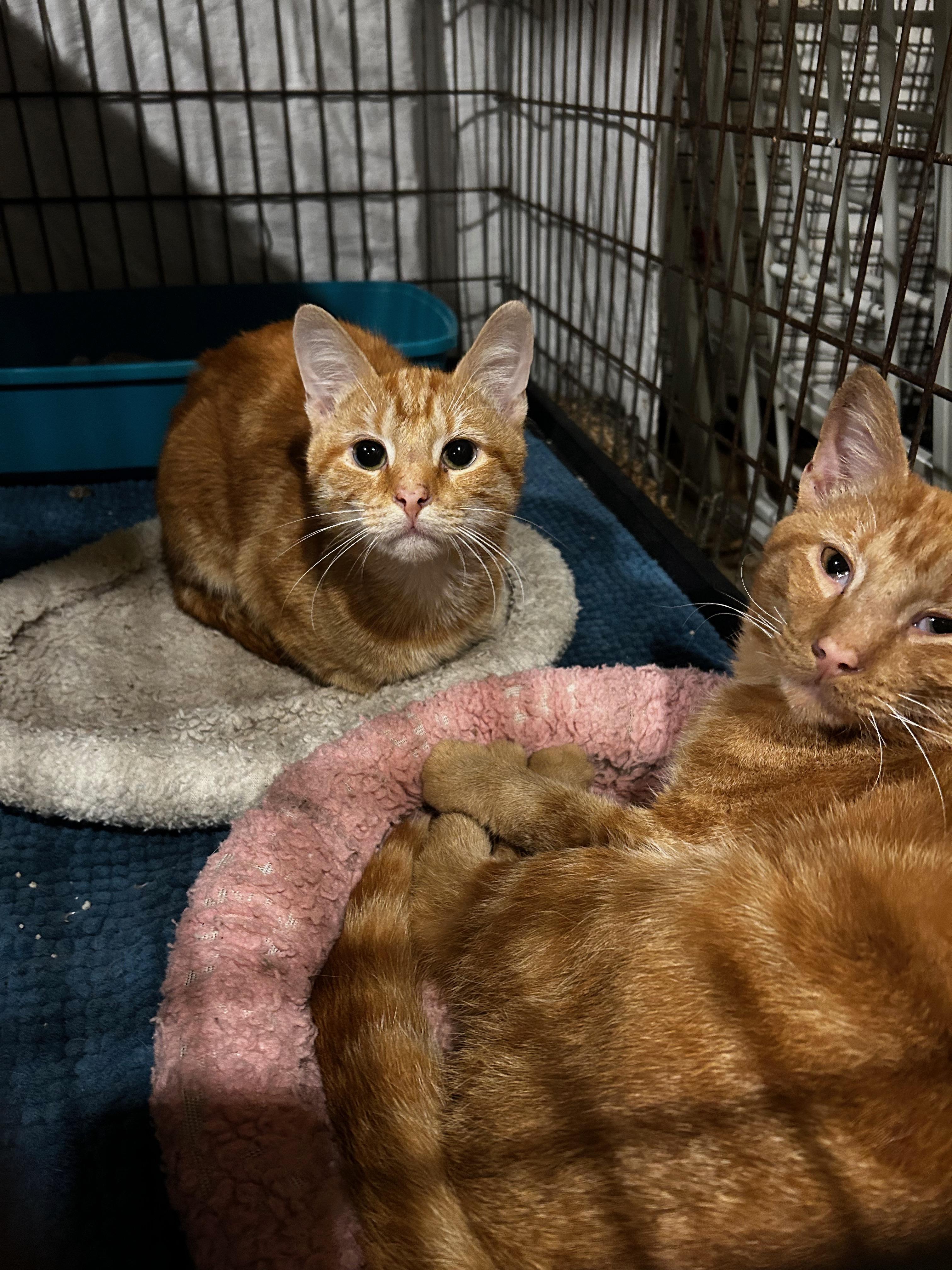 Enlarge Hash Brown, a Adoptable Domestic Short Hair in Baltimore, MD image 6/6