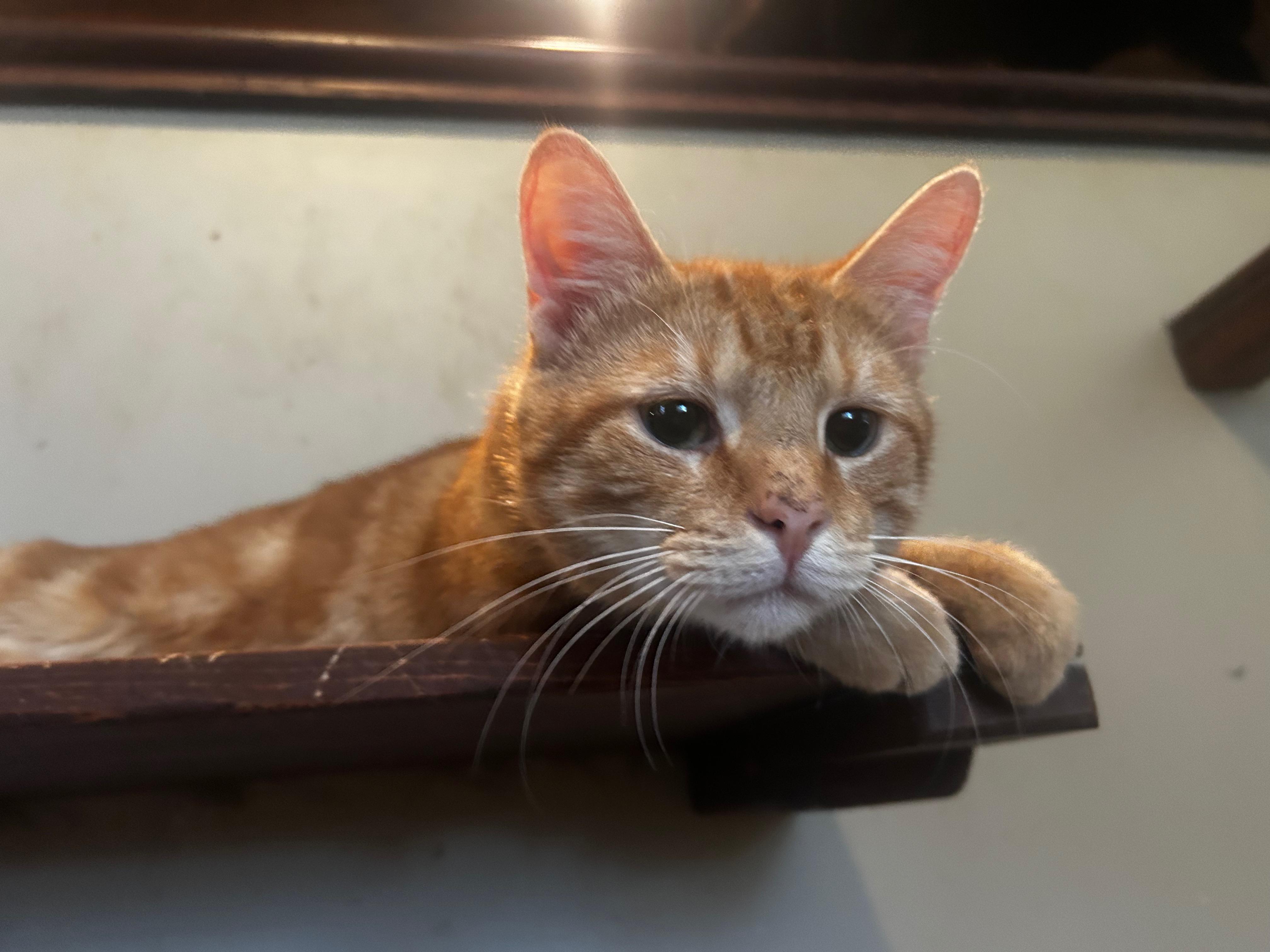 Enlarge Hash Brown, a Adoptable Domestic Short Hair in Baltimore, MD image 1/6