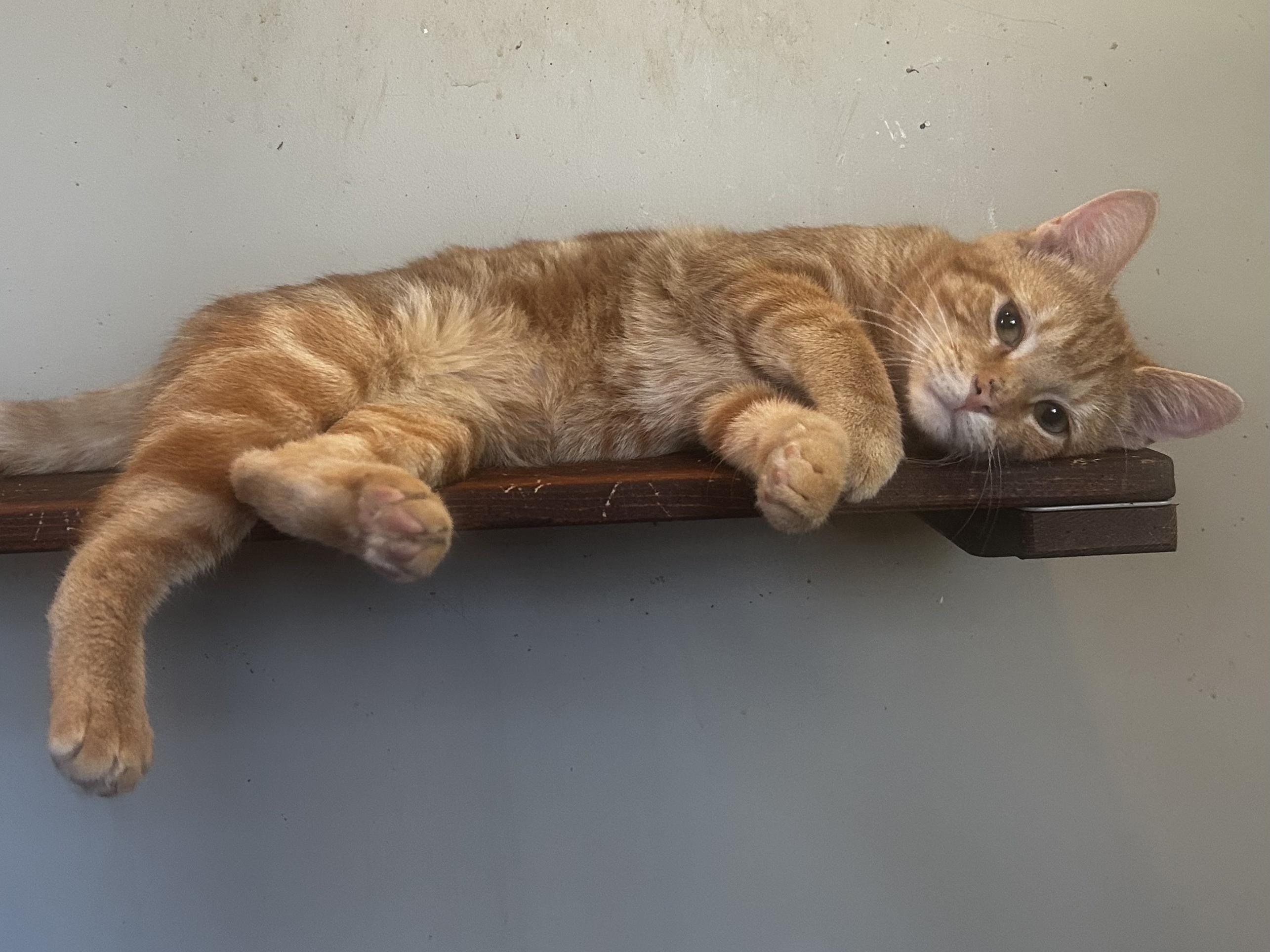 Enlarge Hash Brown, a Adoptable Domestic Short Hair in Baltimore, MD image 4/6