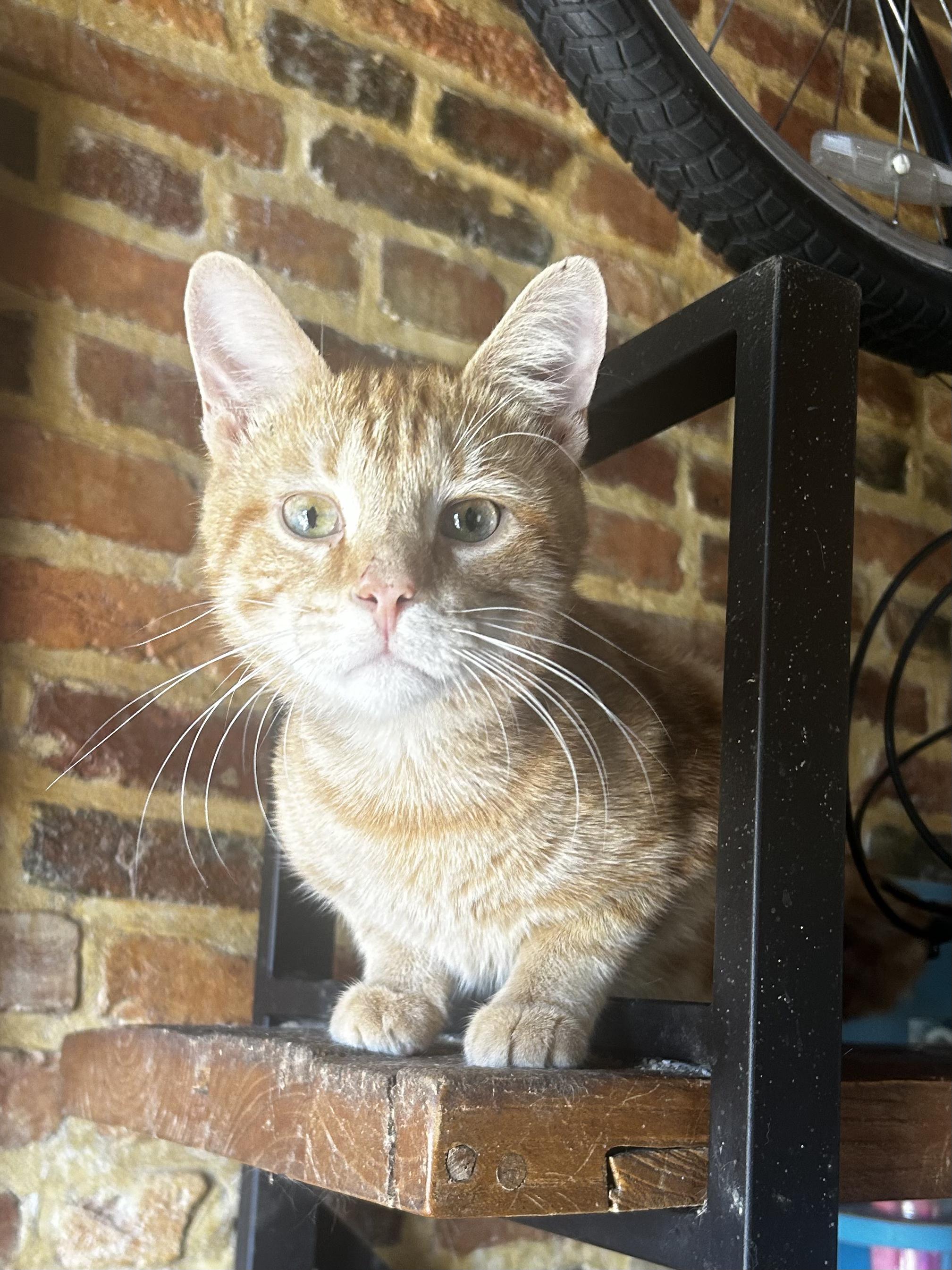 Enlarge Hash Brown, a Adoptable Domestic Short Hair in Baltimore, MD image 2/6