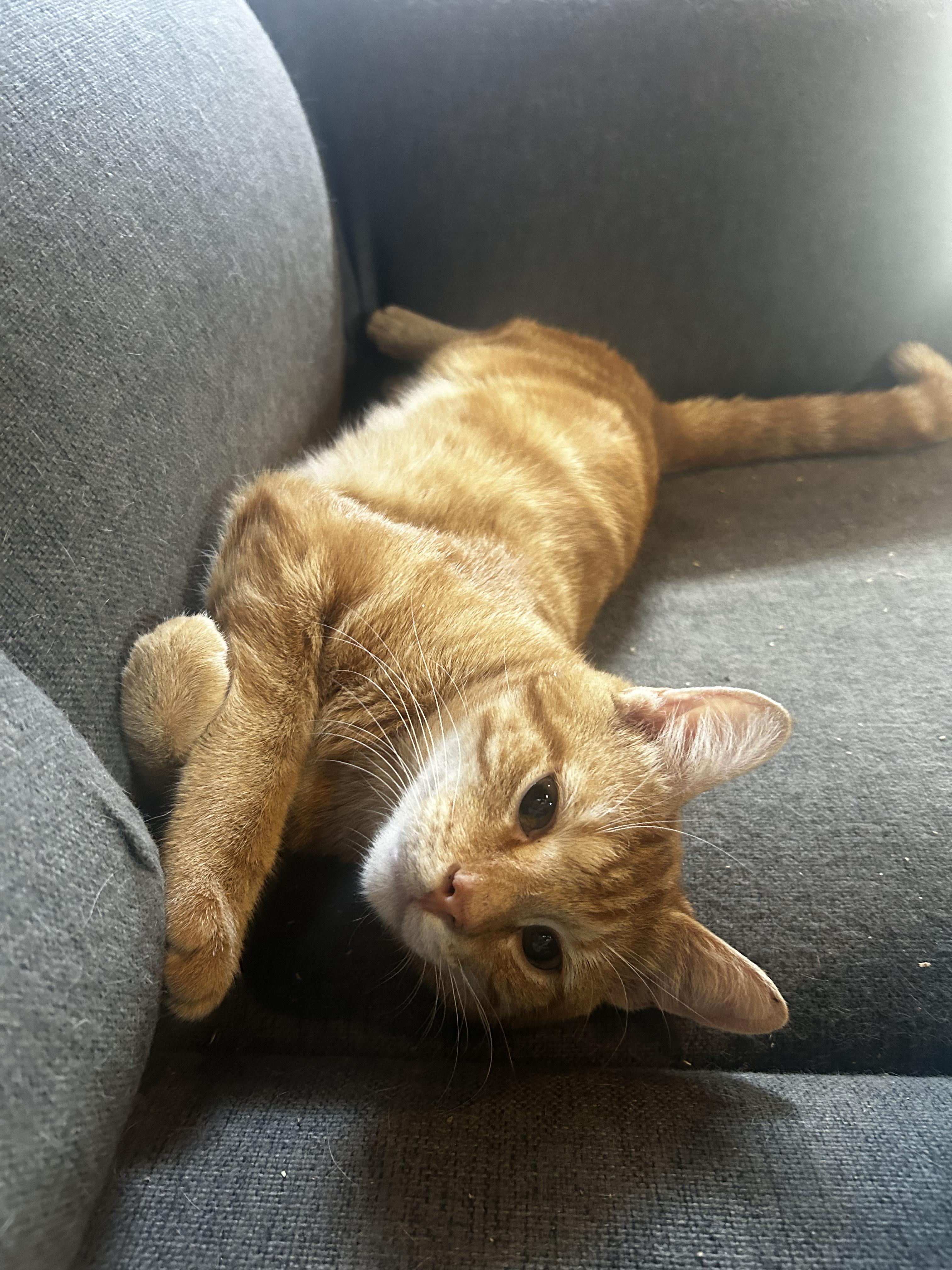 Enlarge Hash Brown, a Adoptable Domestic Short Hair in Baltimore, MD image 5/6