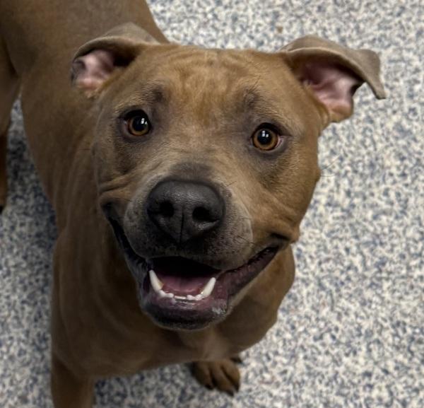 Enlarge Nessie, a Adoptable mixed breed in Golden, CO image 1/1