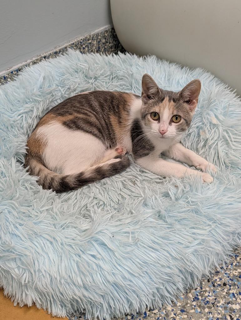 Enlarge Whisper, a Adoptable mixed breed in Angola, IN image 1/1