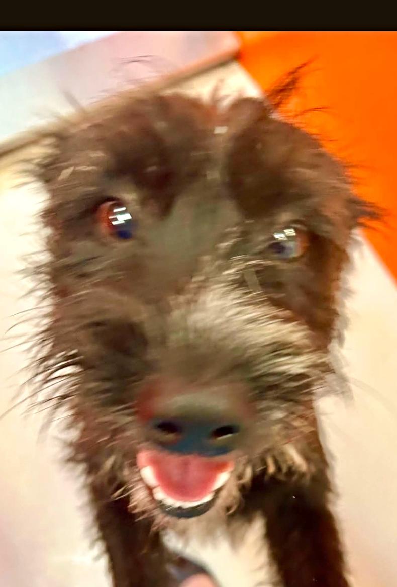 Sawyer, ADOPTABLE, Young Male Miniature Schnauzer.
