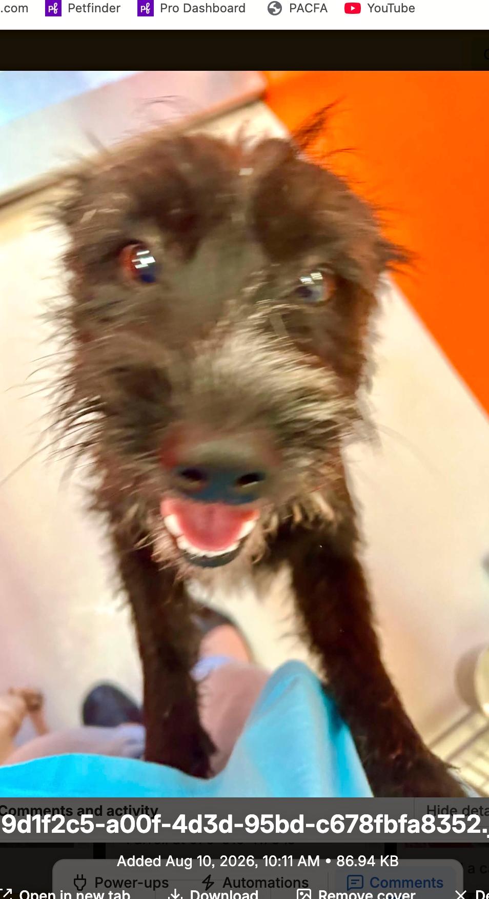 Enlarge Sawyer, a ADOPTABLE Miniature Schnauzer in Boulder, CO image 2/2