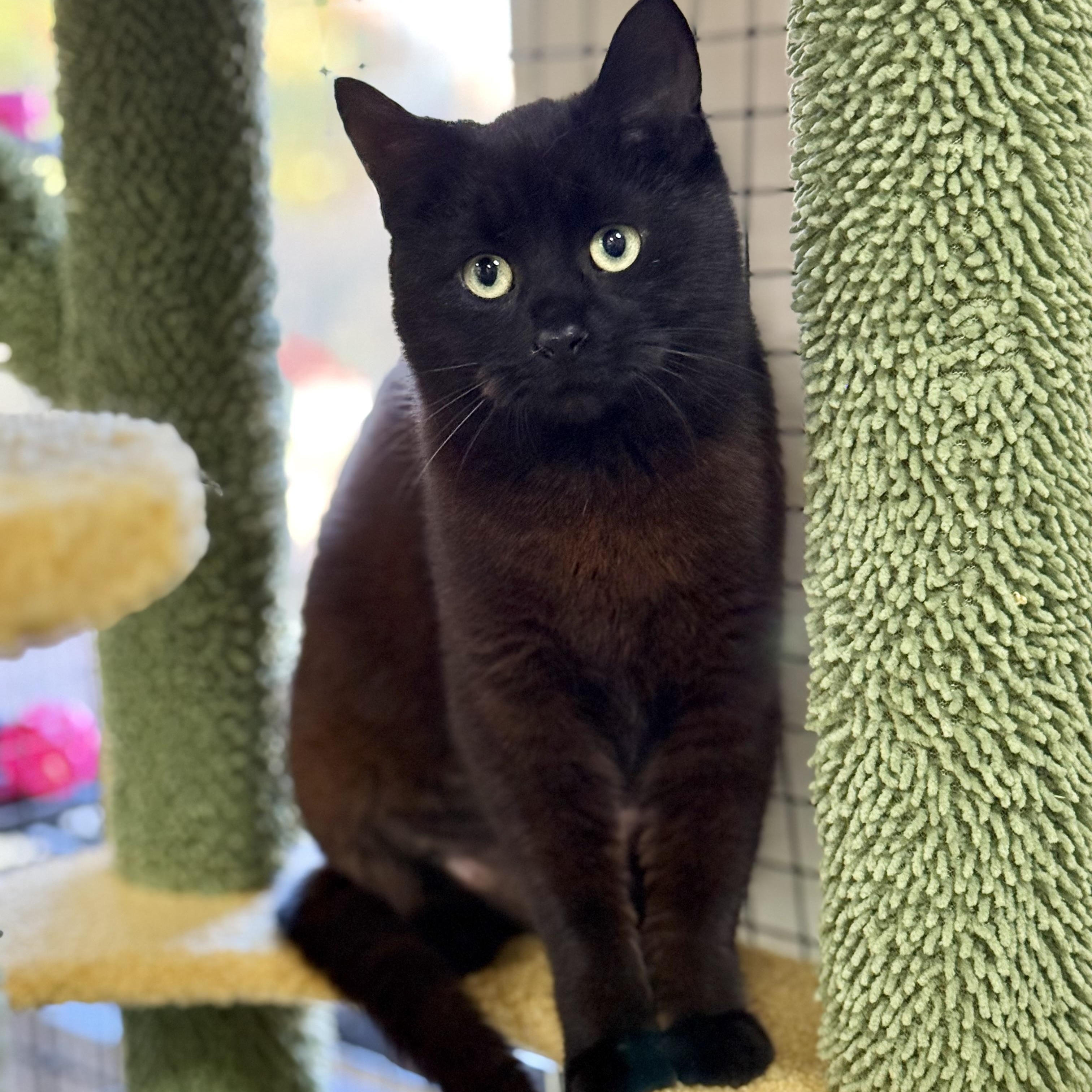 Enlarge Sabrina, a Adoptable Domestic Medium Hair in Collierville, TN image 3/6