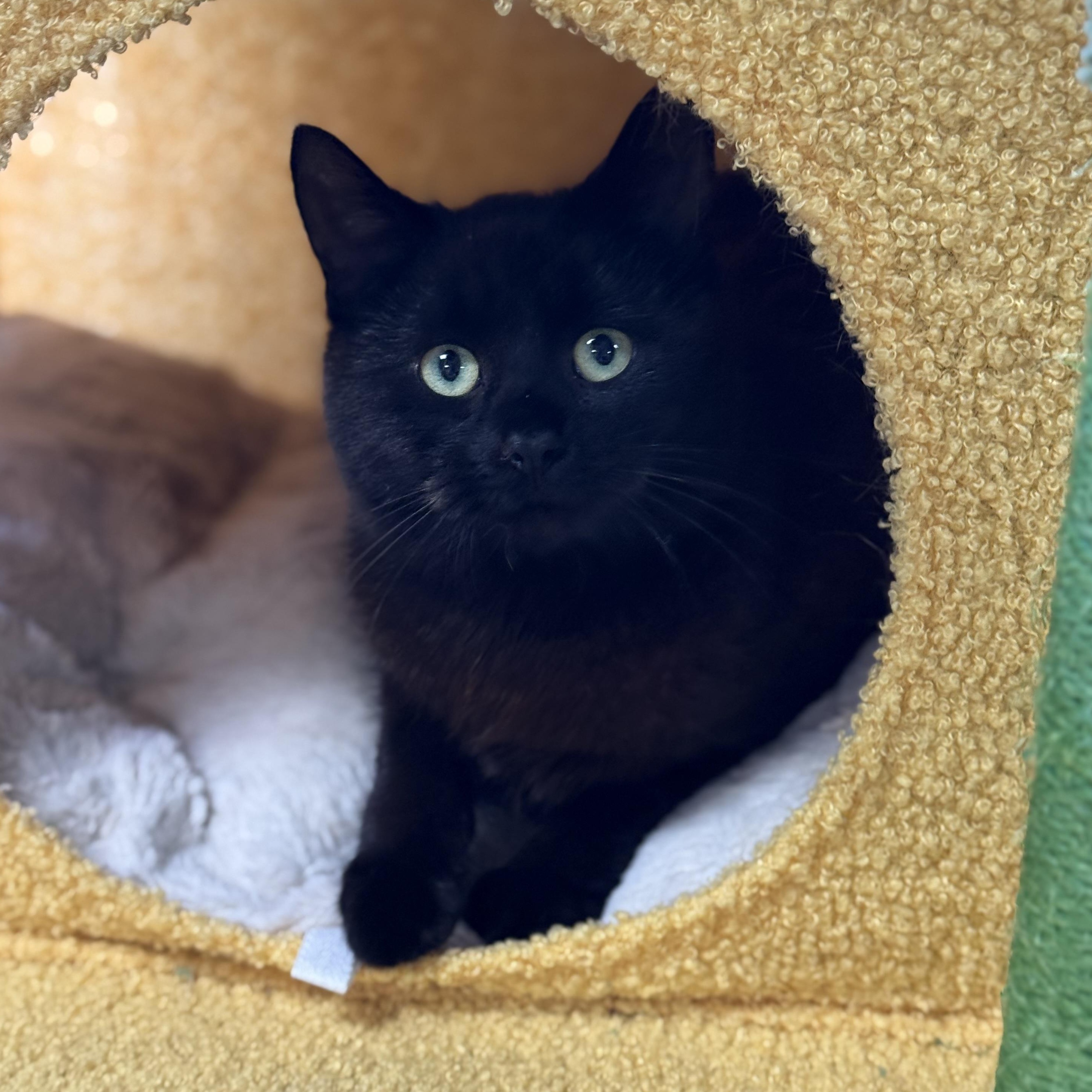 Enlarge Sabrina, a Adoptable Domestic Medium Hair in Collierville, TN image 4/6