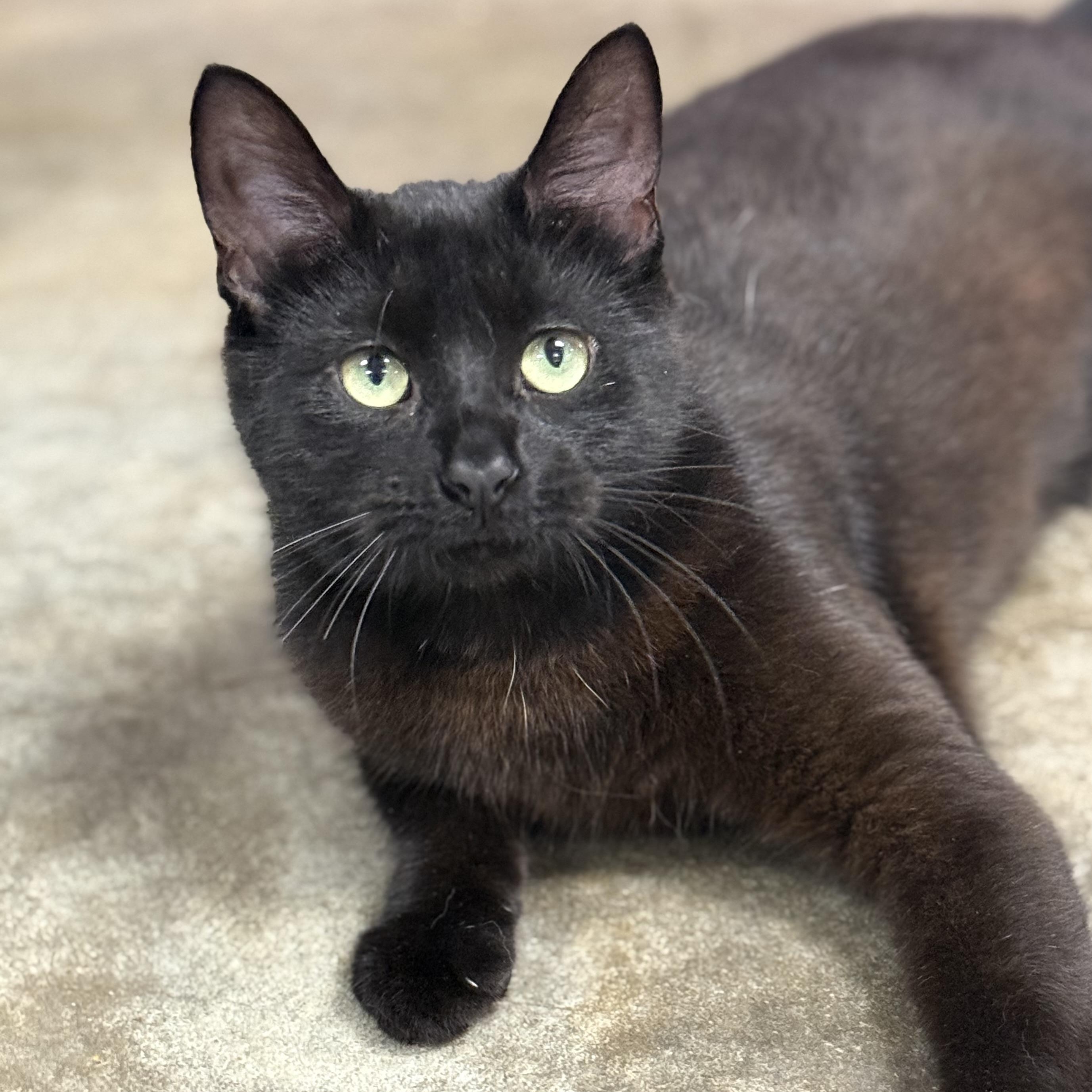 Sabrina, adoptable, Young Female Domestic Medium Hair.