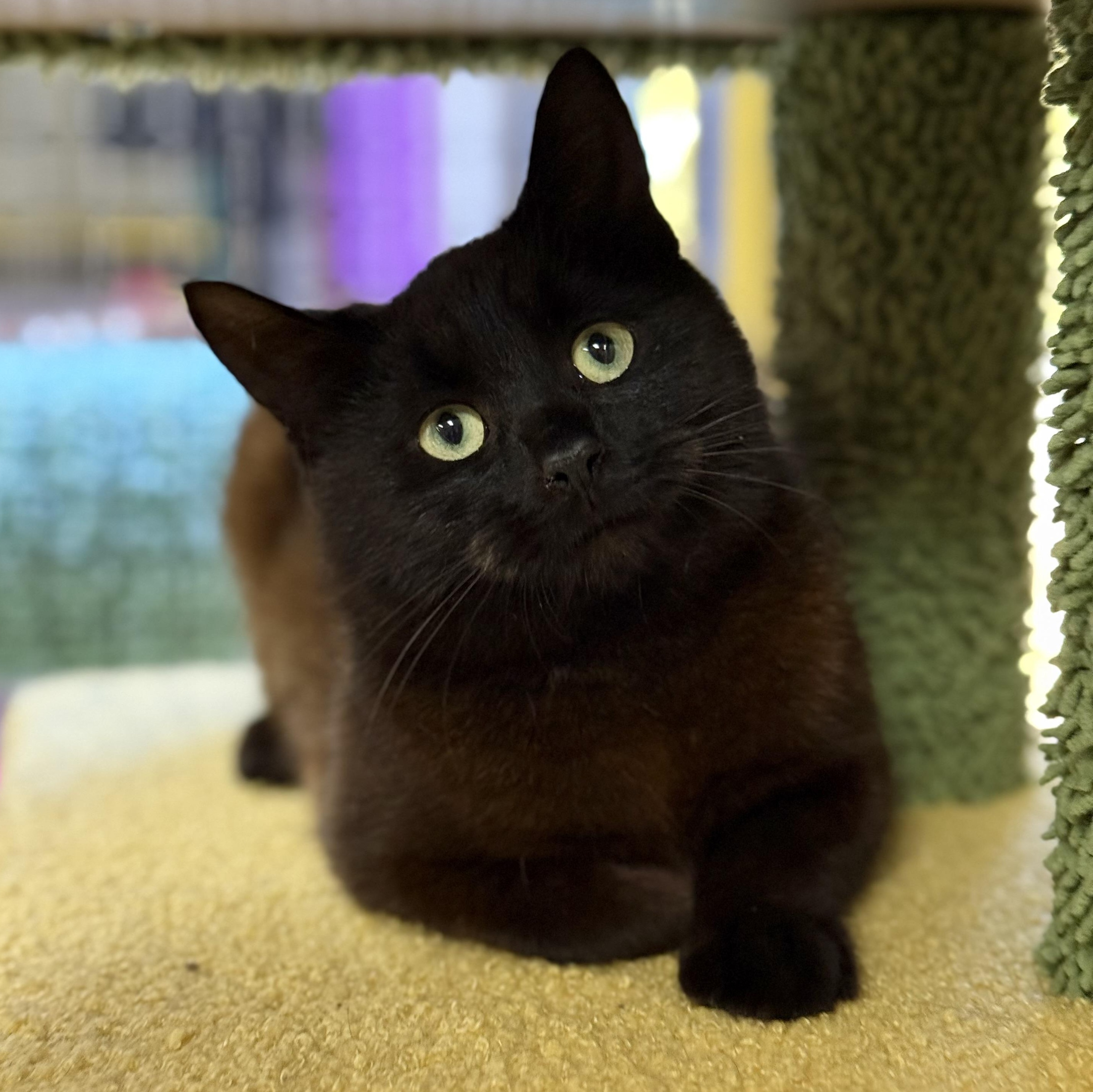 Enlarge Sabrina, a Adoptable Domestic Medium Hair in Collierville, TN image 1/6