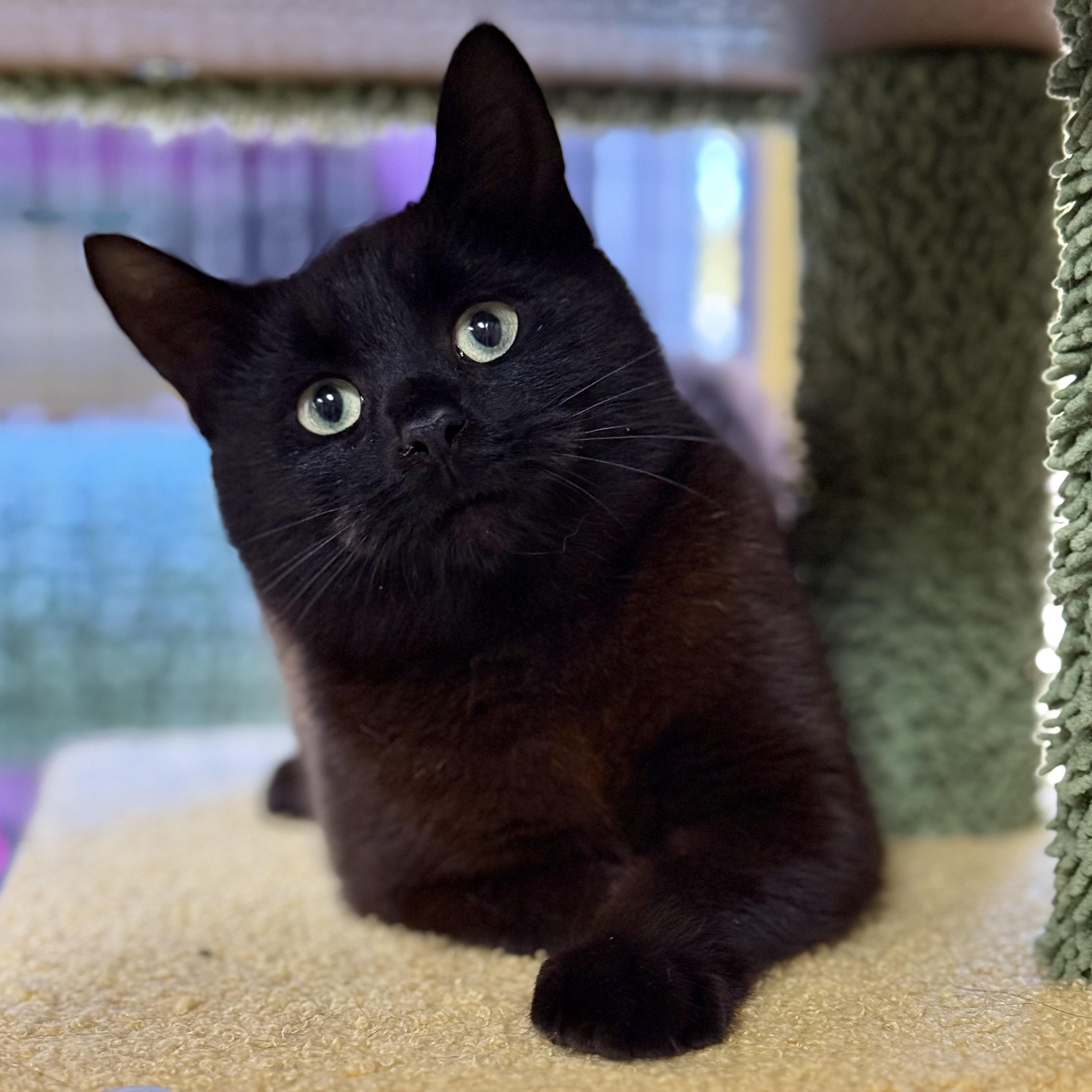 Enlarge Sabrina, a Adoptable Domestic Medium Hair in Collierville, TN image 2/6