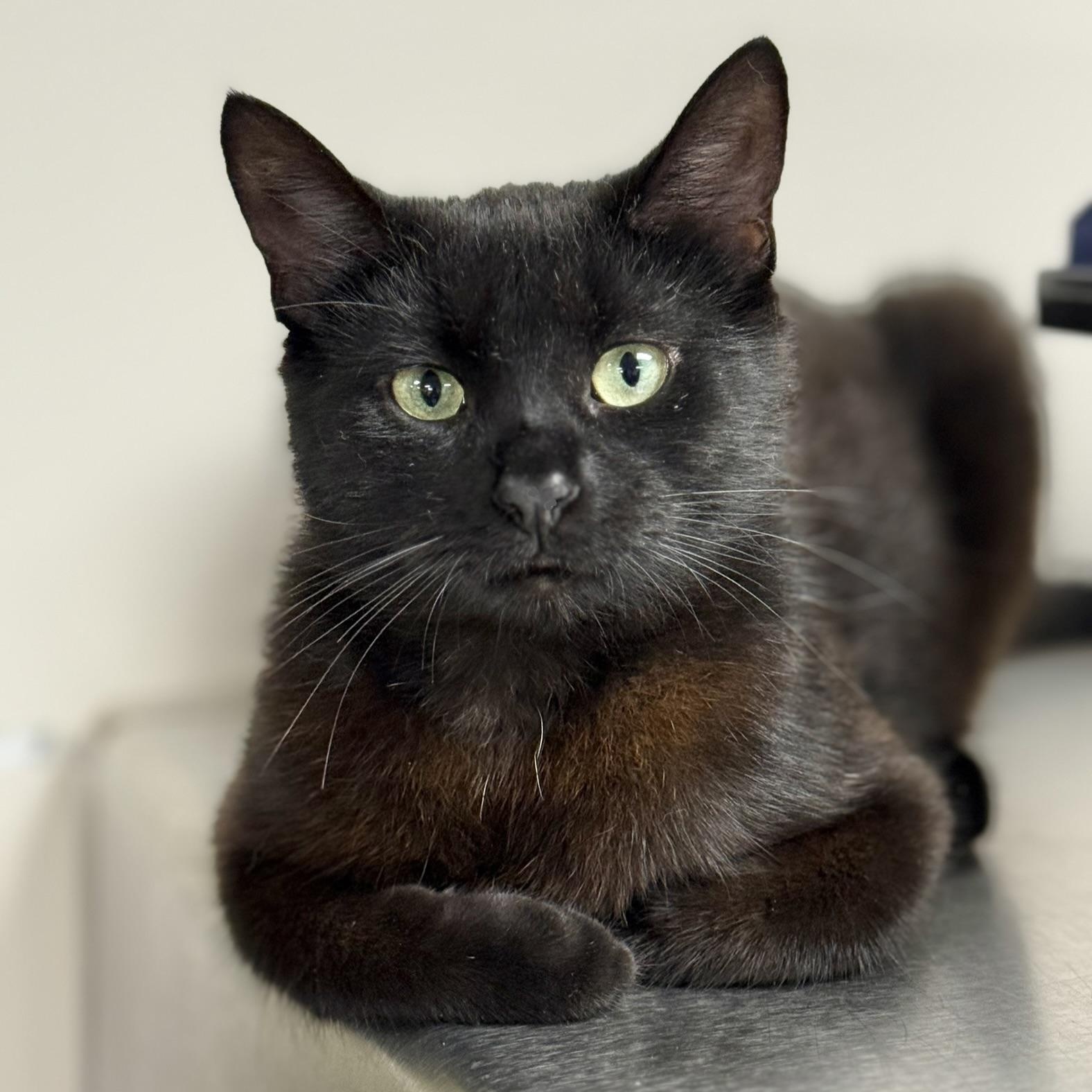 Enlarge Sabrina, an adoptable Domestic Medium Hair in Collierville, TN image 1/6