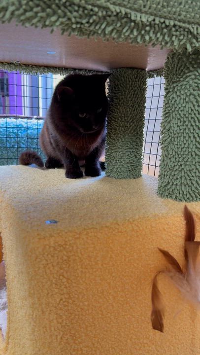 Enlarge Sabrina, a Adoptable Domestic Medium Hair in Collierville, TN video 5/6