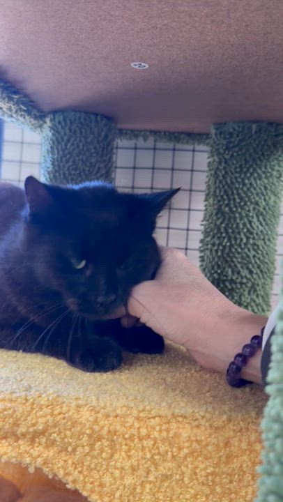 Enlarge Sabrina, a Adoptable Domestic Medium Hair in Collierville, TN video 6/6