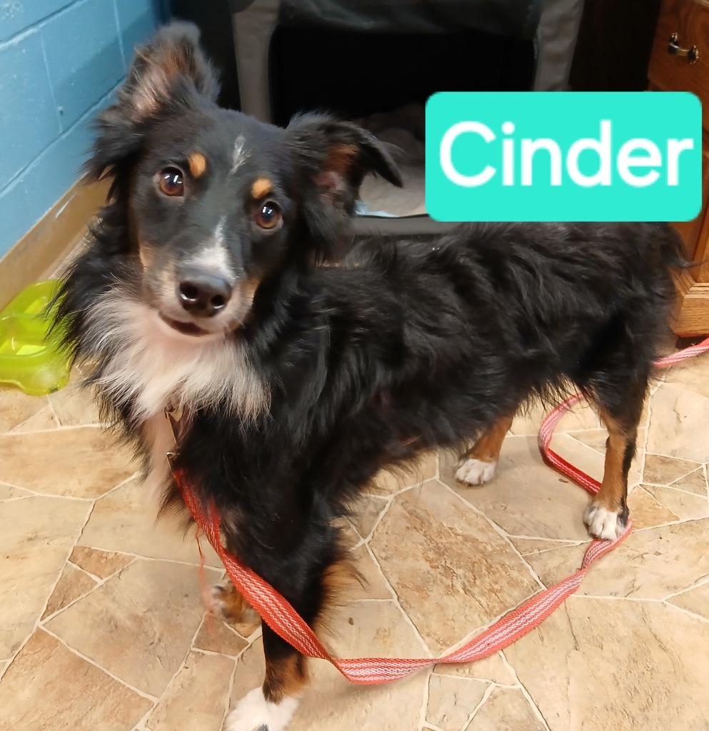 Enlarge Cinder, a Adoptable mixed breed in Mena, AR image 1/2