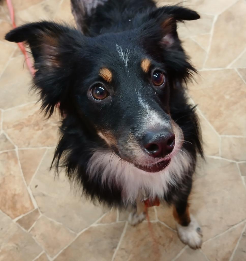 Enlarge Cinder, a Adoptable mixed breed in Mena, AR image 2/2