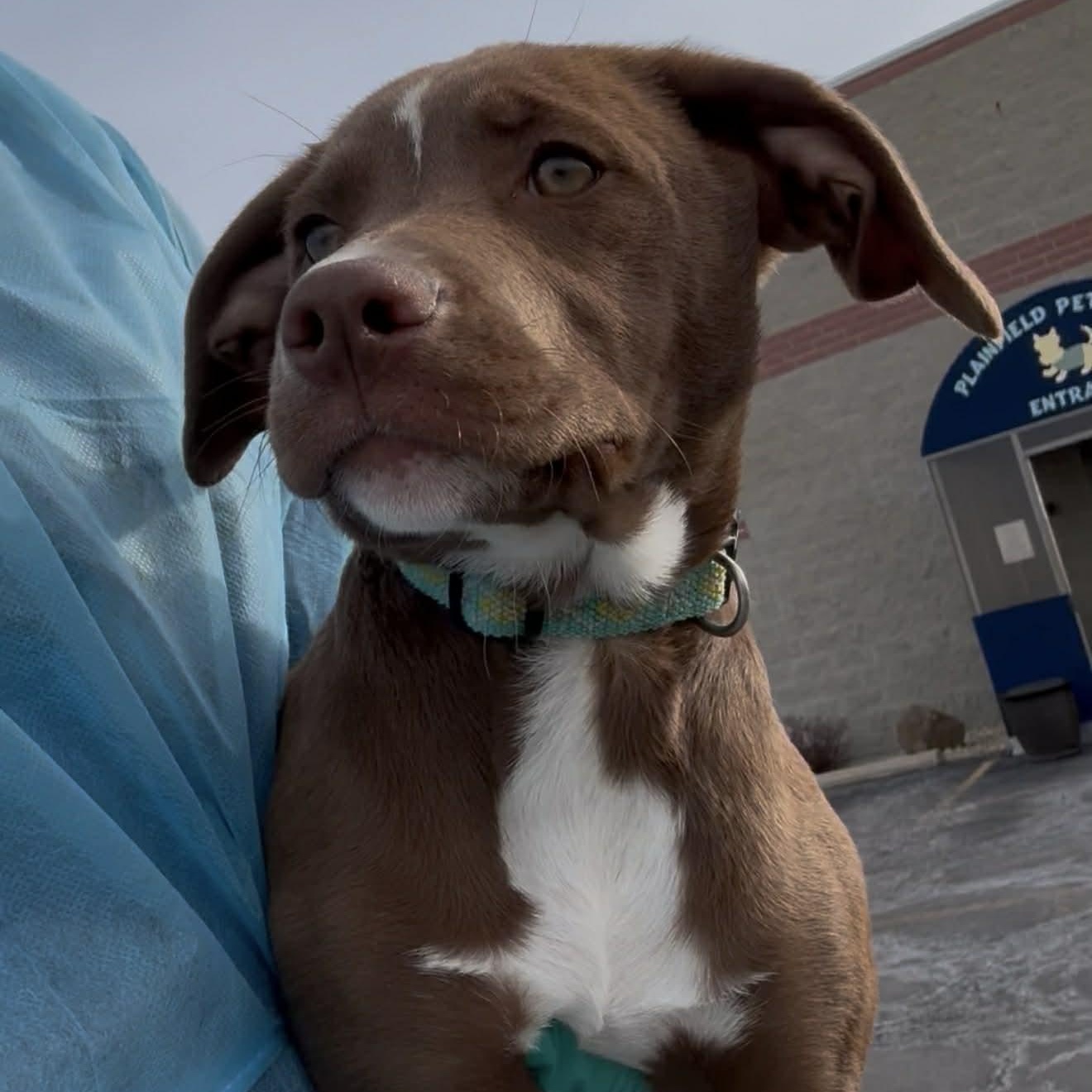 Enlarge Riley, an adopted mixed breed in Plainfield, IL image 2/3