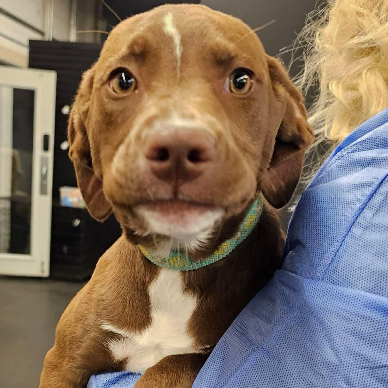 Enlarge Riley, an adopted mixed breed in Plainfield, IL image 1/3