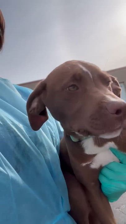 Enlarge Riley, an adopted mixed breed in Plainfield, IL video 3/3