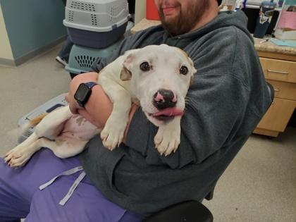 Enlarge Luann, a Adoptable mixed breed in Maumee, OH image 1/1