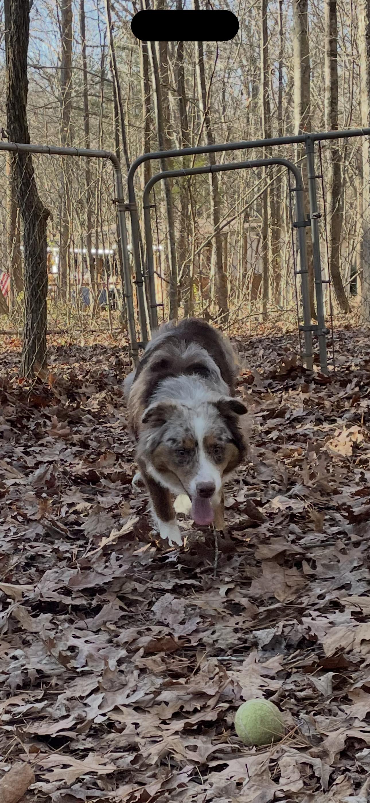 Buddy, Adoptable, Young Male Australian Shepherd.
