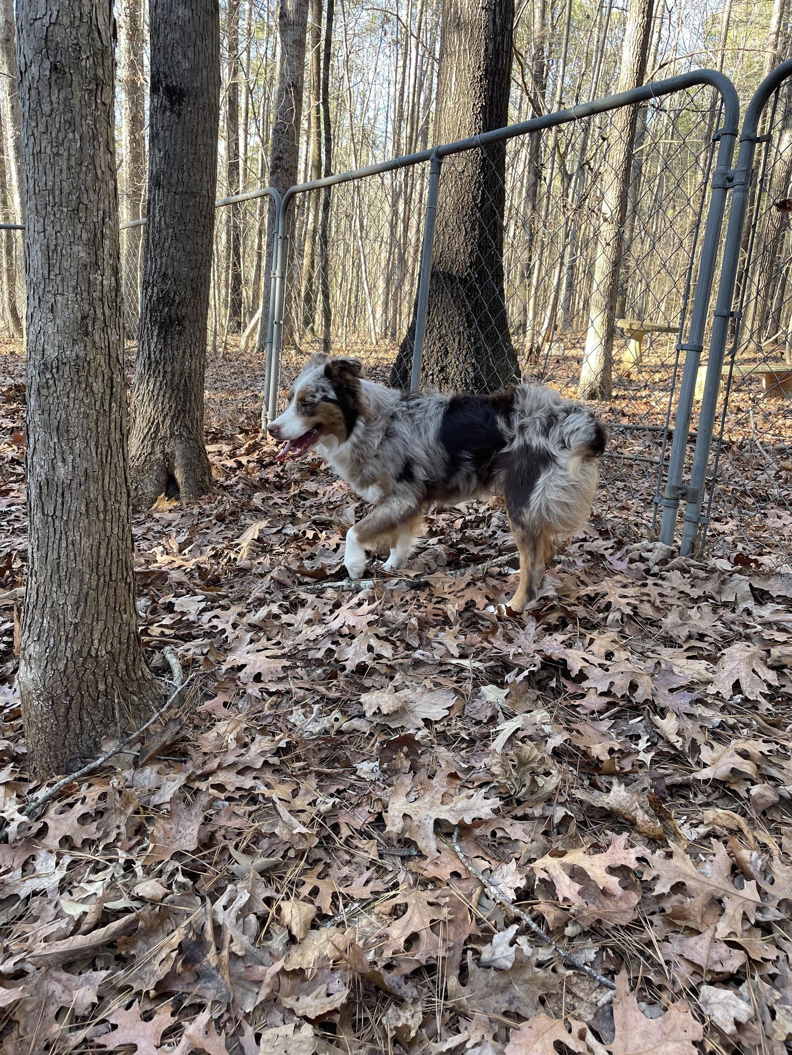 Enlarge Buddy, a Adoptable Australian Shepherd in York, SC image 2/3