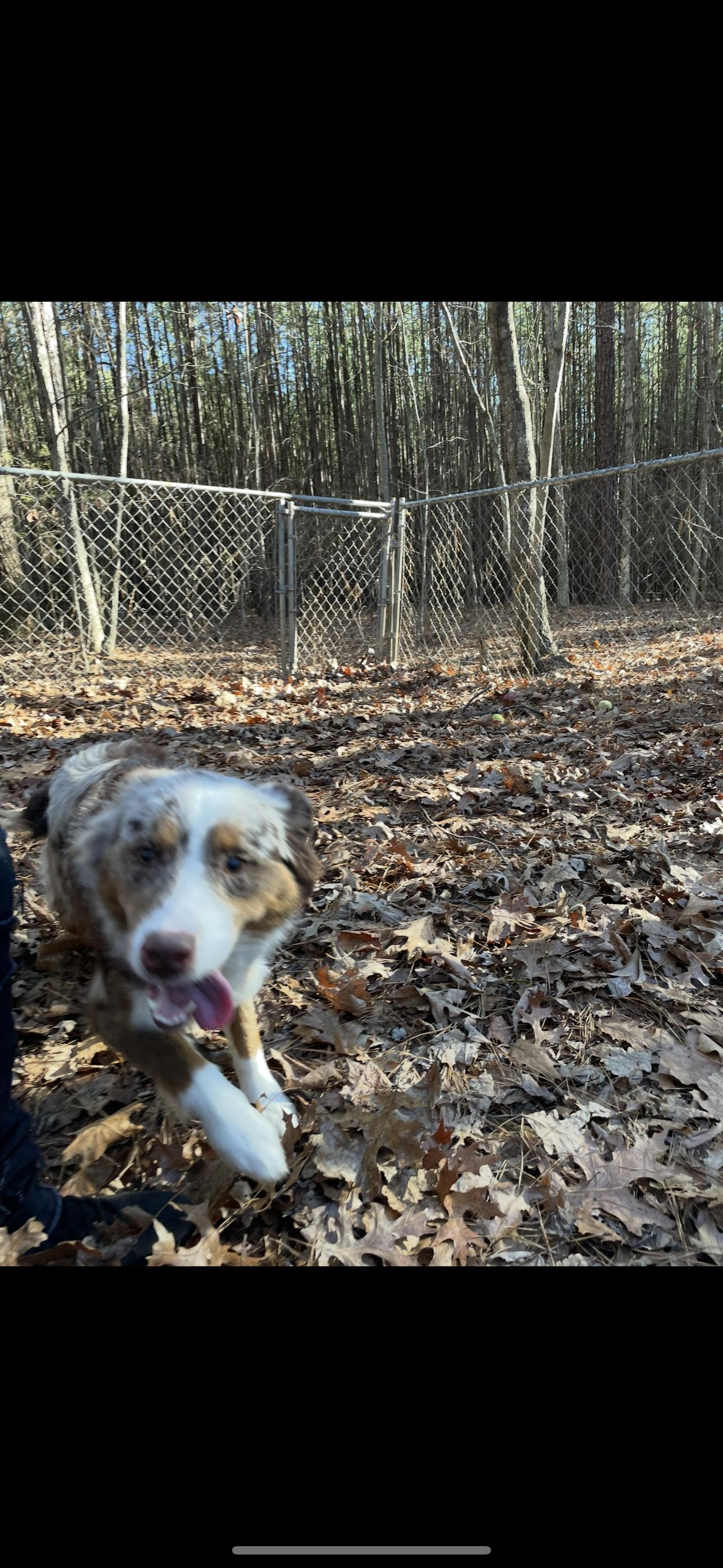 Enlarge Buddy, a Adoptable Australian Shepherd in York, SC image 3/3