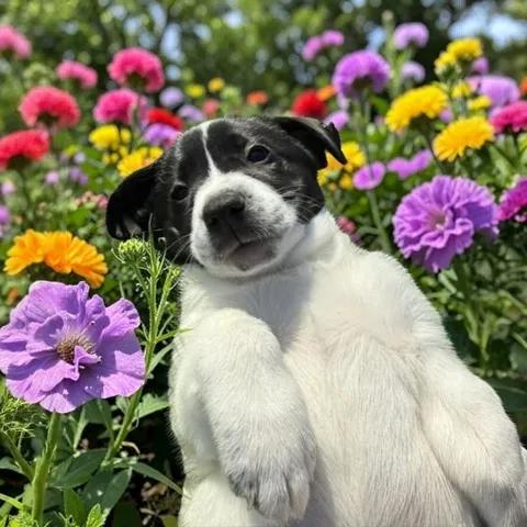 Enlarge Holly, an adopted mixed breed in Fort Worth, TX image 2/4