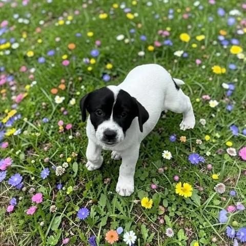 Enlarge Holly, an adopted mixed breed in Fort Worth, TX image 4/4