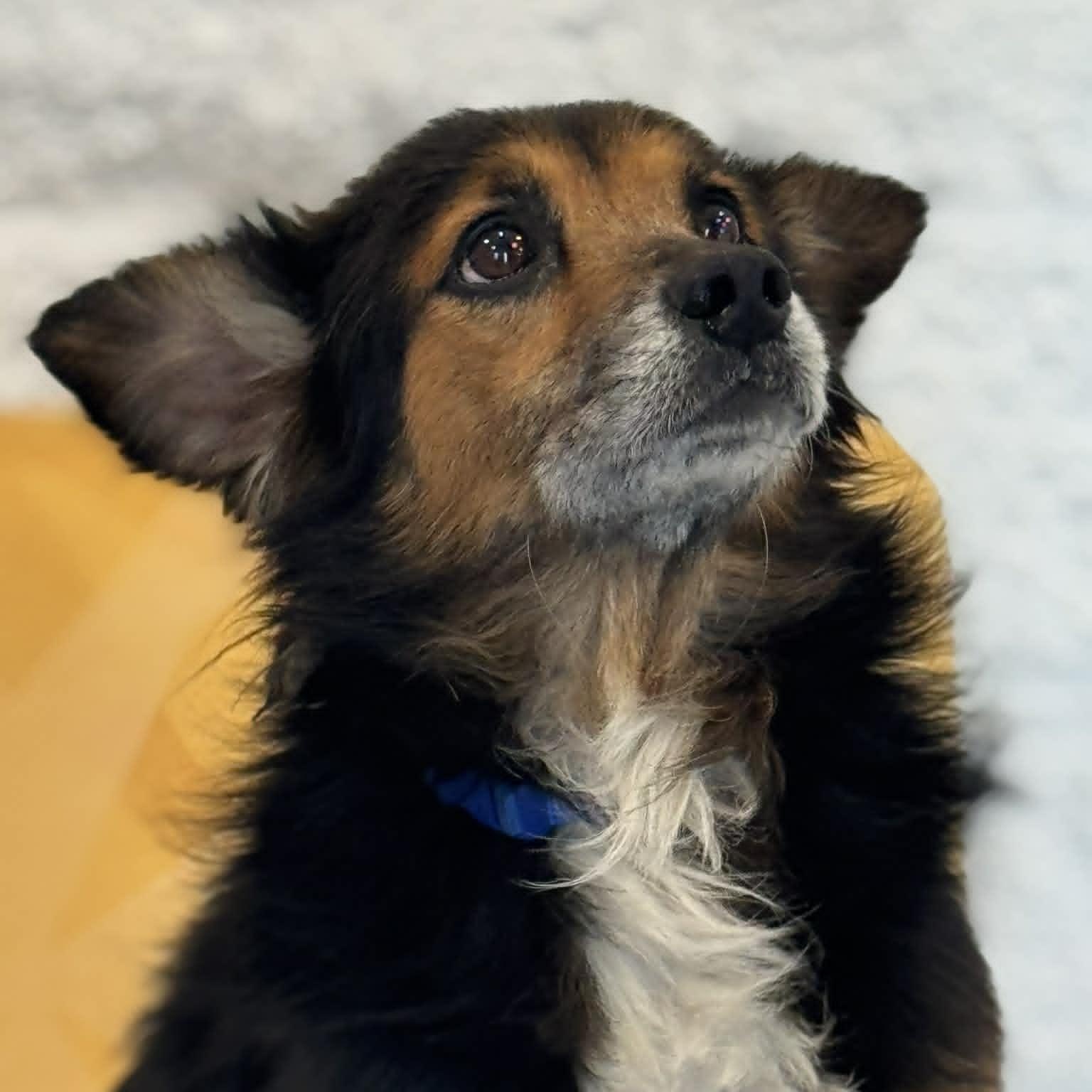 Chester, ADOPTABLE, Adult Male Shetland Sheepdog / Sheltie.
