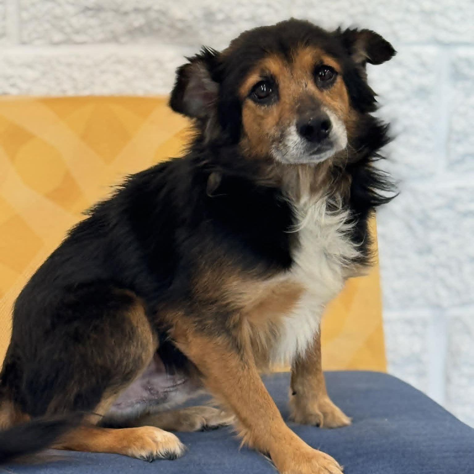 Enlarge Chester, a ADOPTABLE mixed breed in Danbury, CT image 2/3