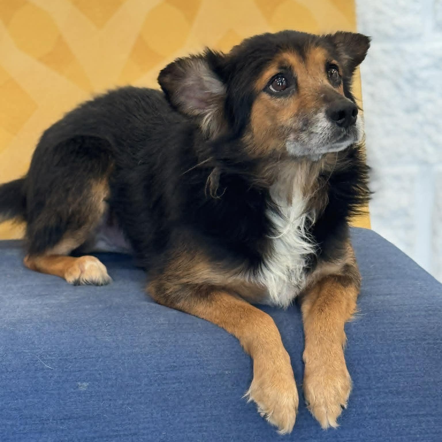 Enlarge Chester, a ADOPTABLE mixed breed in Danbury, CT image 3/3